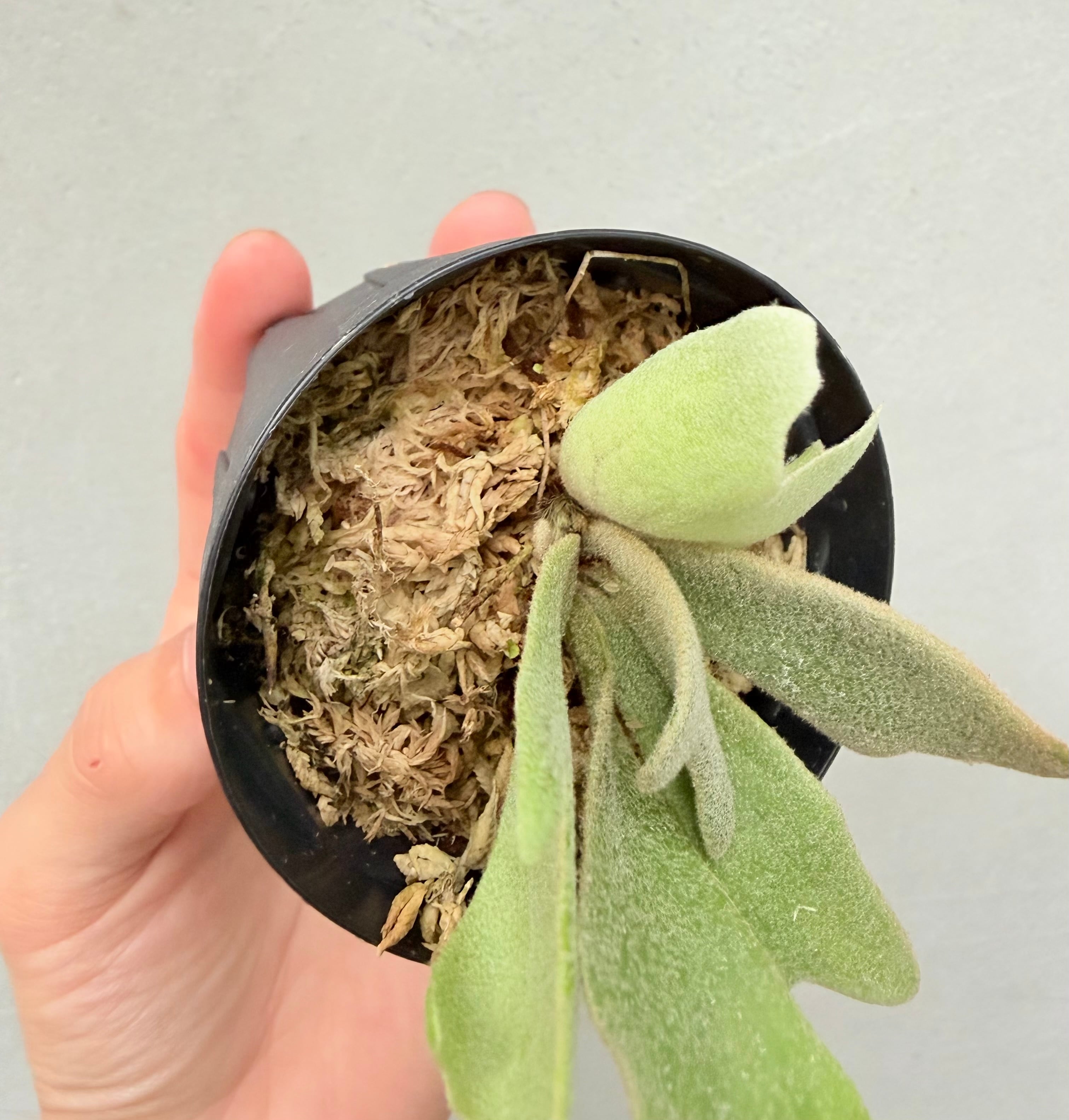 c) P. willinckii 'Frosty Maiden' spore grown ②ビカクシダ
