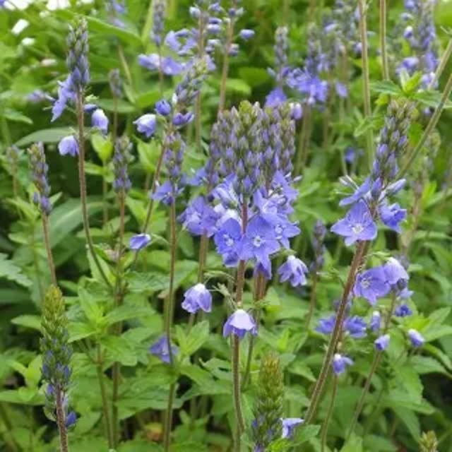 ベロニカ オストリアーカ