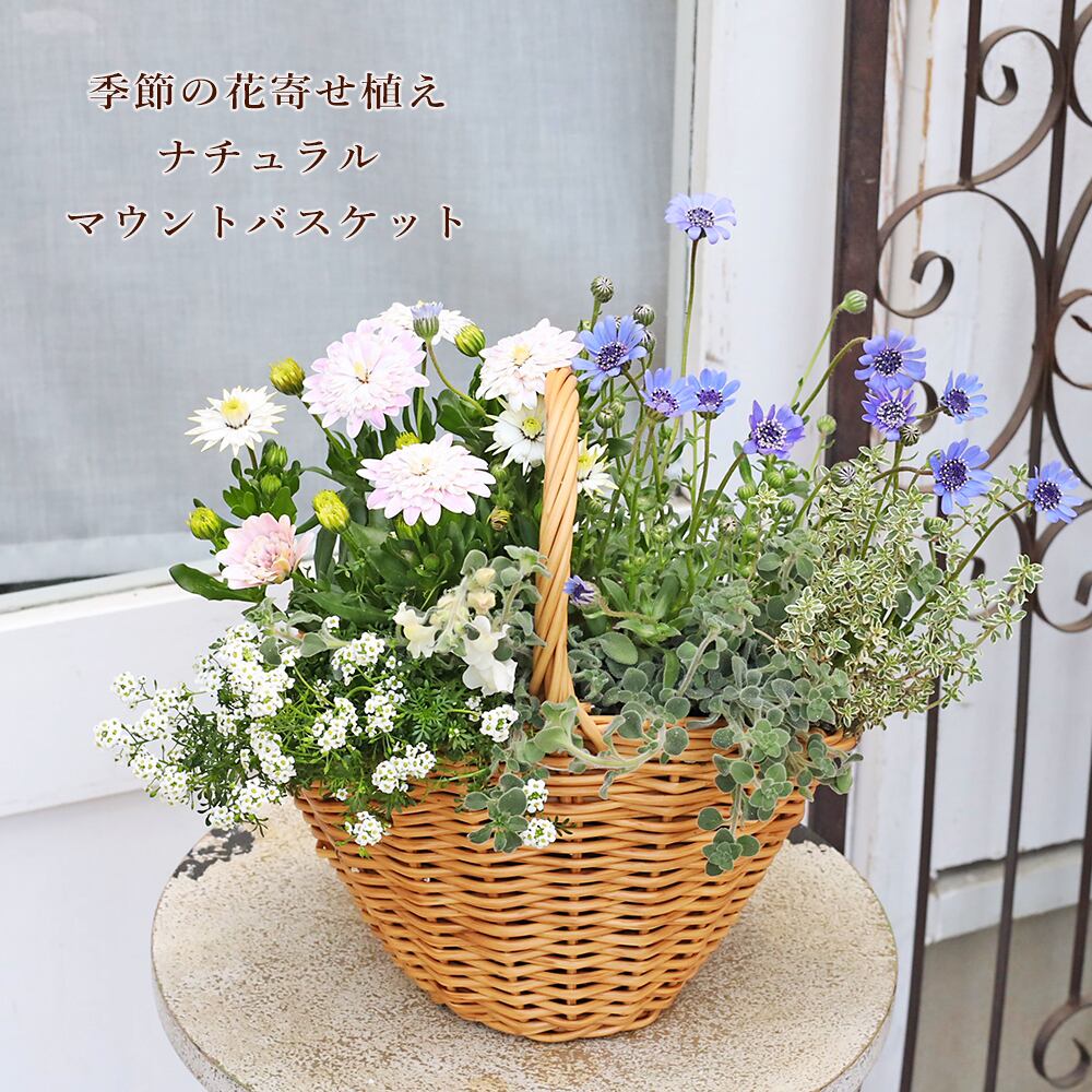 季節の花 寄せ植え おまかせ マウント バスケット ナチュラル おしゃれ