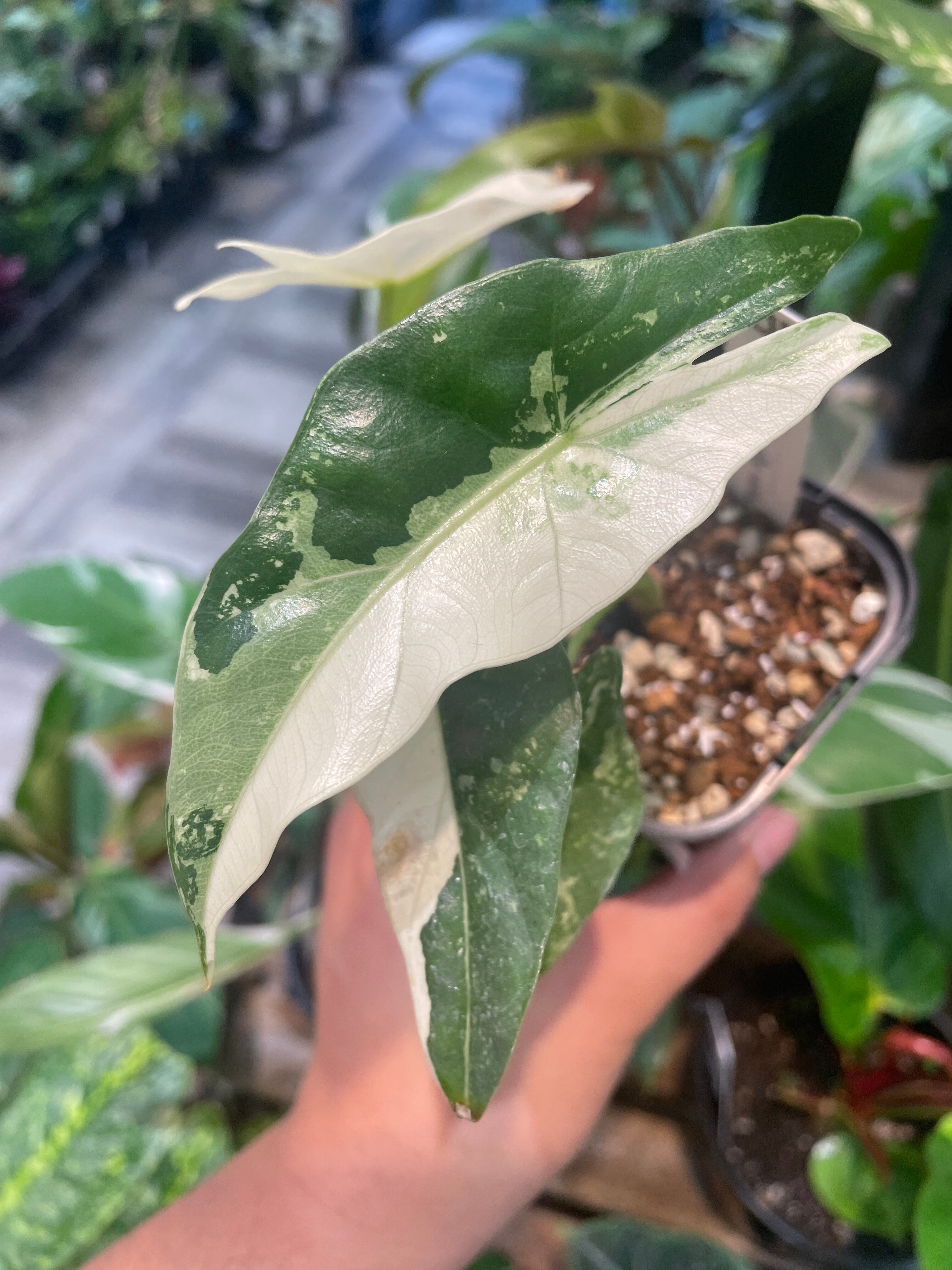 アロカシア シンポ バリエガータ アロカシア シンポ