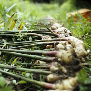 定期便（２ヶ月に一回）土佐一　囲い生姜500g