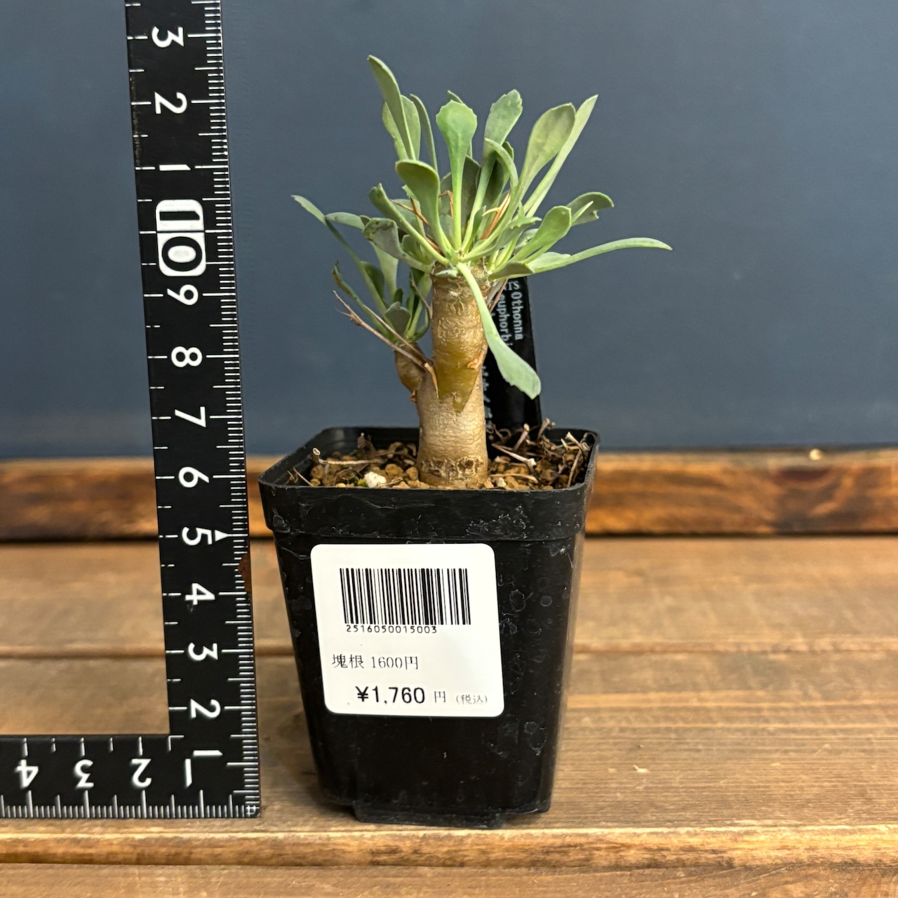 オトンナ ユーフォルビオイデス【748】