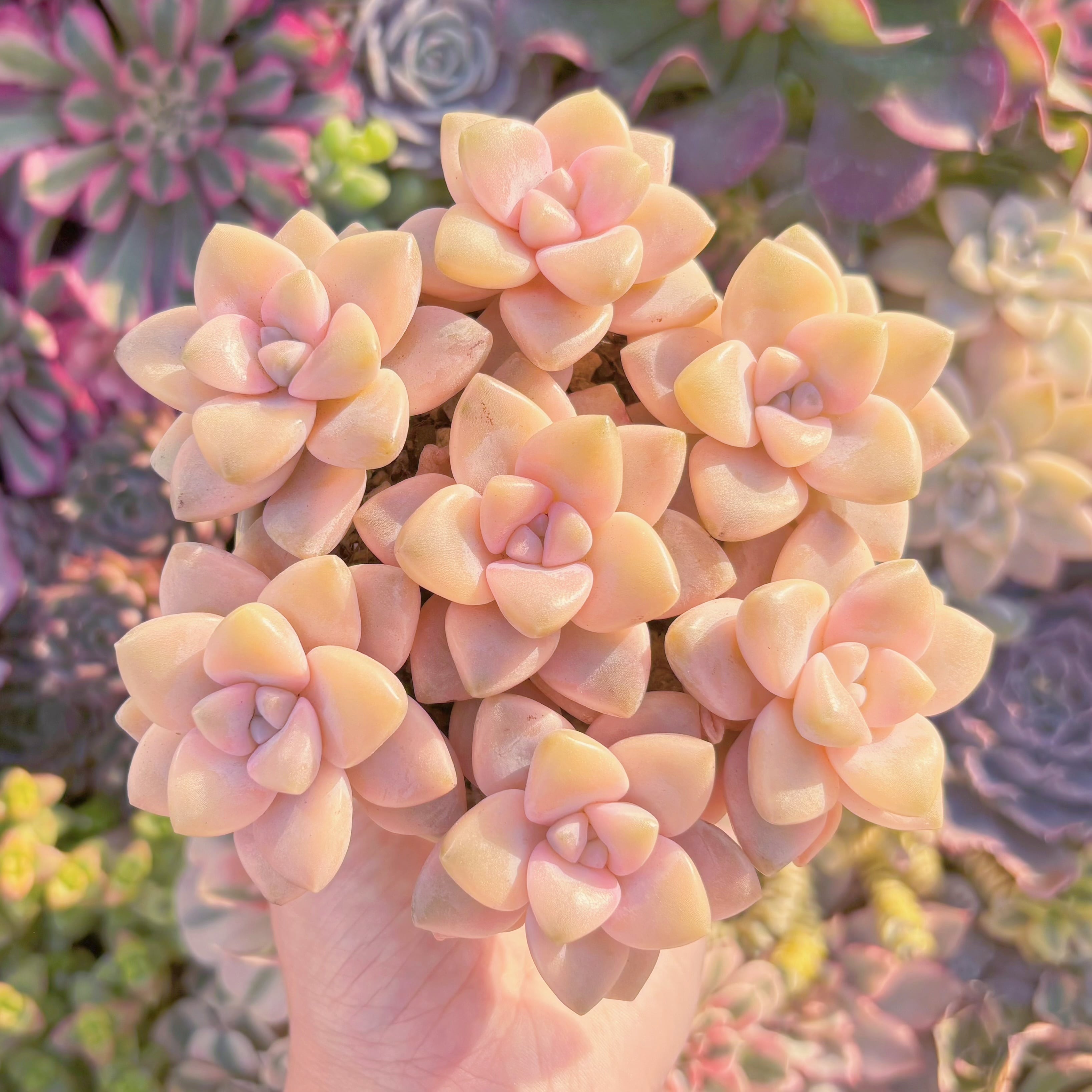 多肉植物　杏子美人錦(7苗)　美苗　新入荷　るる農園