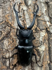 【WD】《ギラファノコギリ亜種ダイスケ ネグロス島産 91mm ペア》