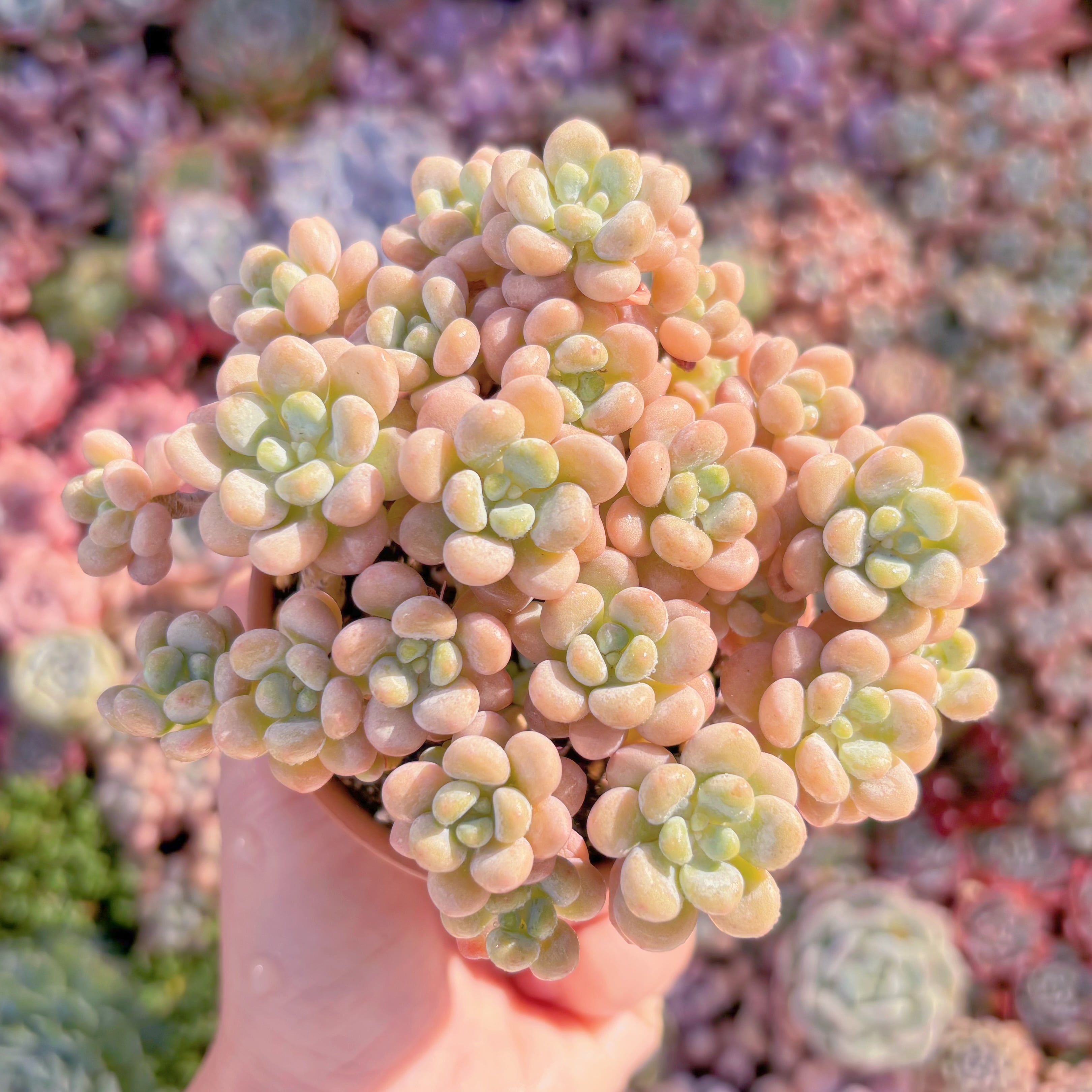 多肉植物　丸葉ストロベリーミルク　群生　新入荷　るる農園