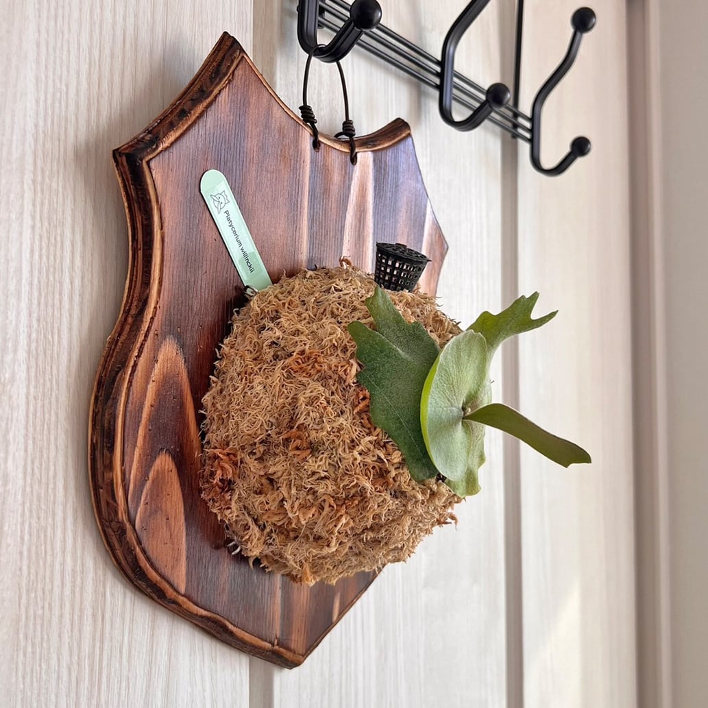 ビカクシダ ウィリンキー 板付 【観葉植物 室内 コウモリラン