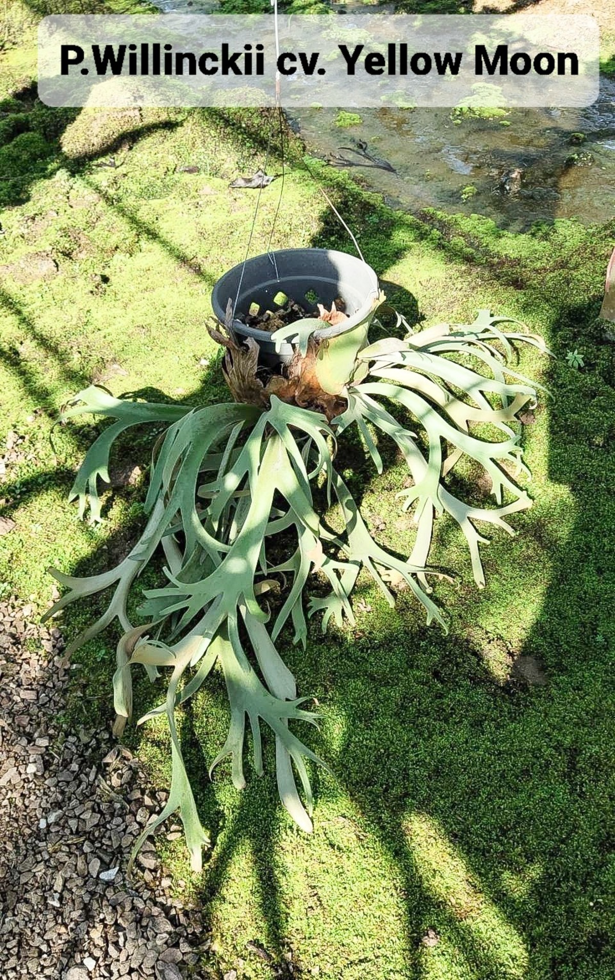 P.Willinckii cv. Yellow Moon(Pup) 【artPLANTs/PLANTS GARAGE  