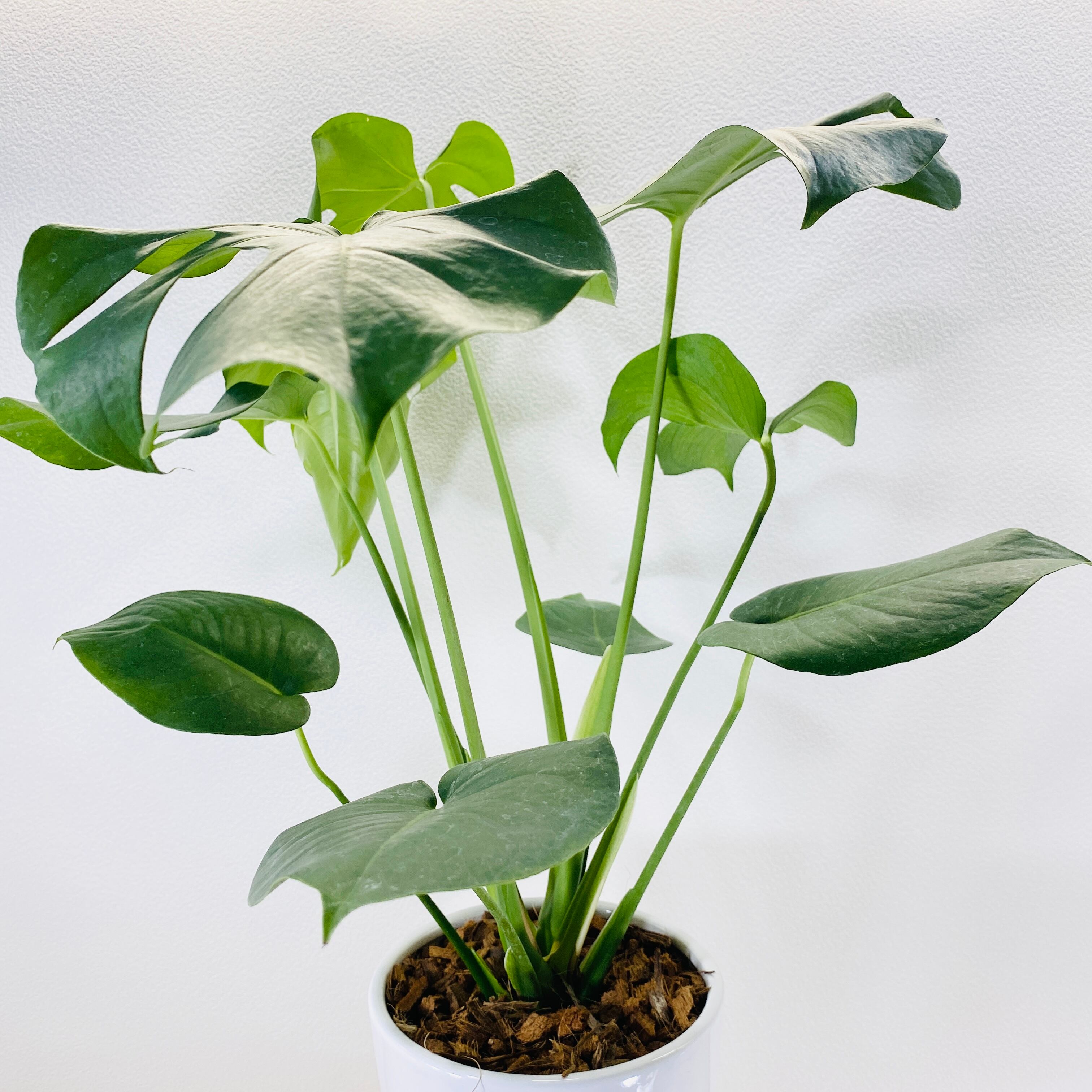 観葉植物/モンステラ：アダンソニー モンステラ・アダンソニー - Collection : コレクション - NEO GREEN