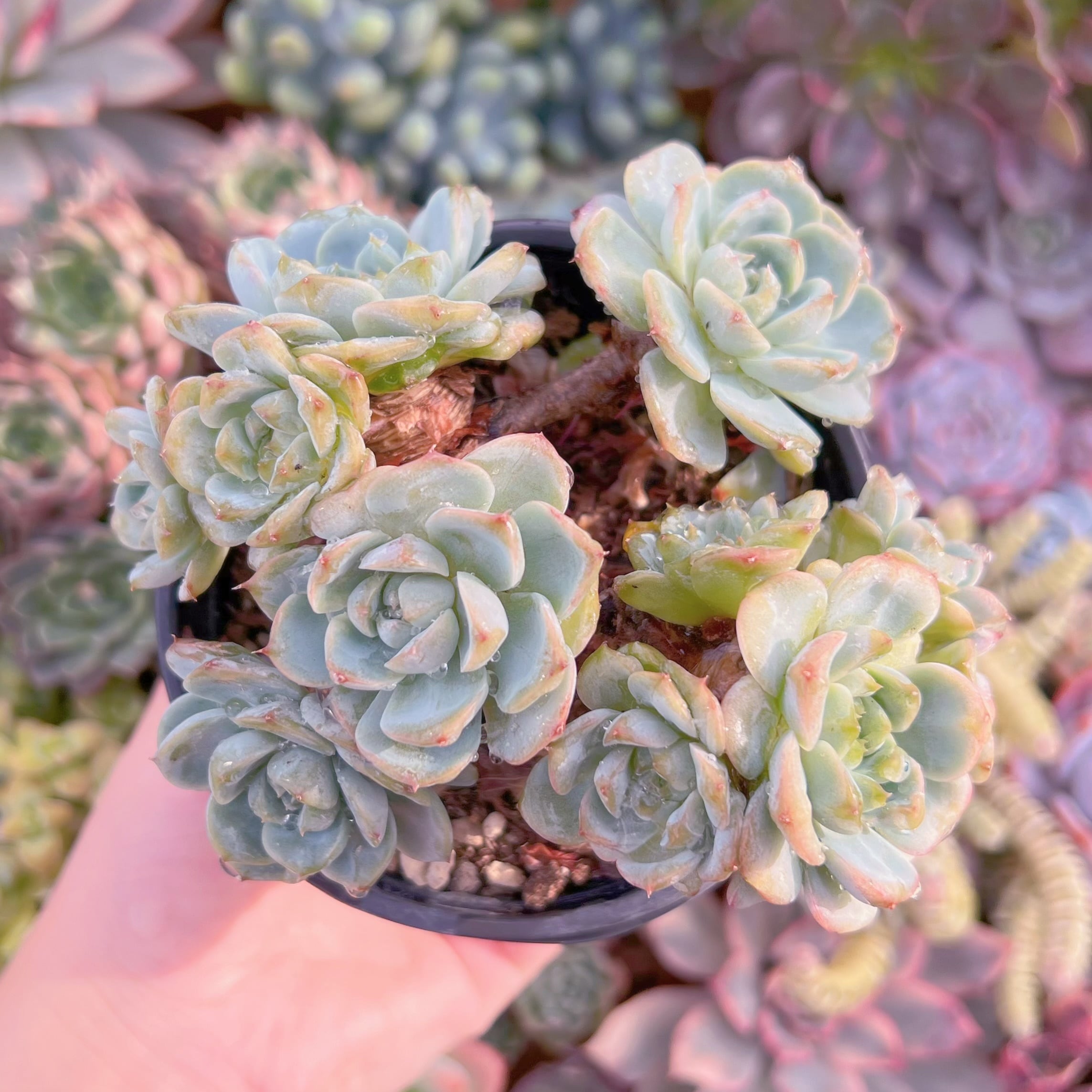 現品　レッドベルベット#654　群生　るる農園