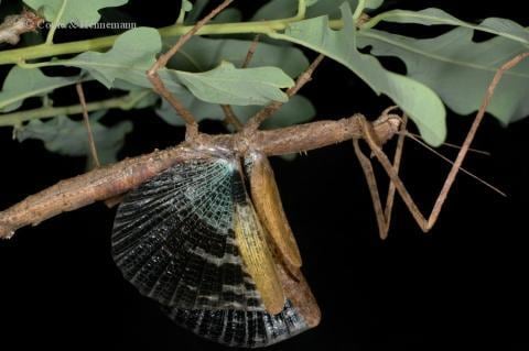 卵10個】ハグロトビナナフシ タランチュラコノハムシカマキリ