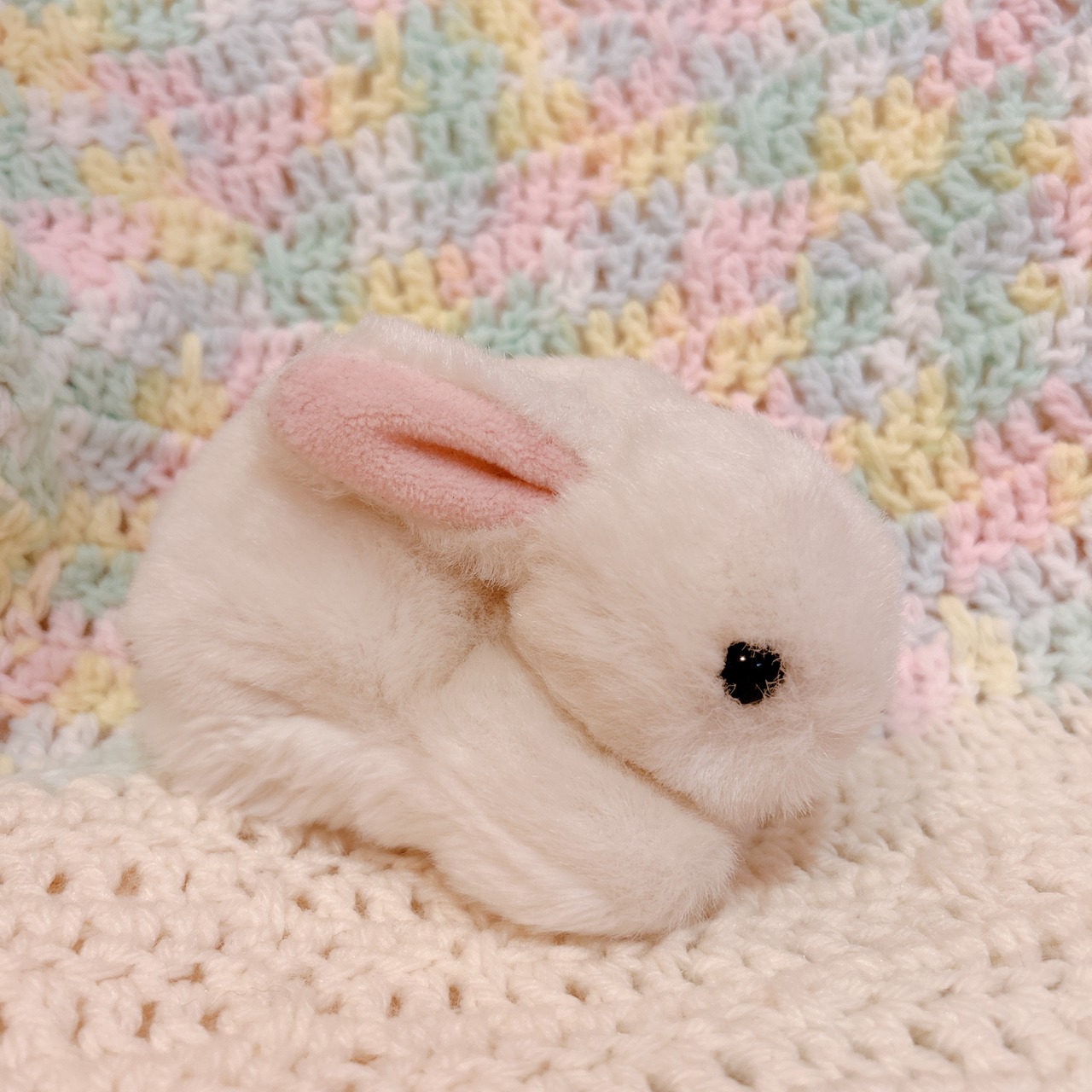 mini bunnyの画像01