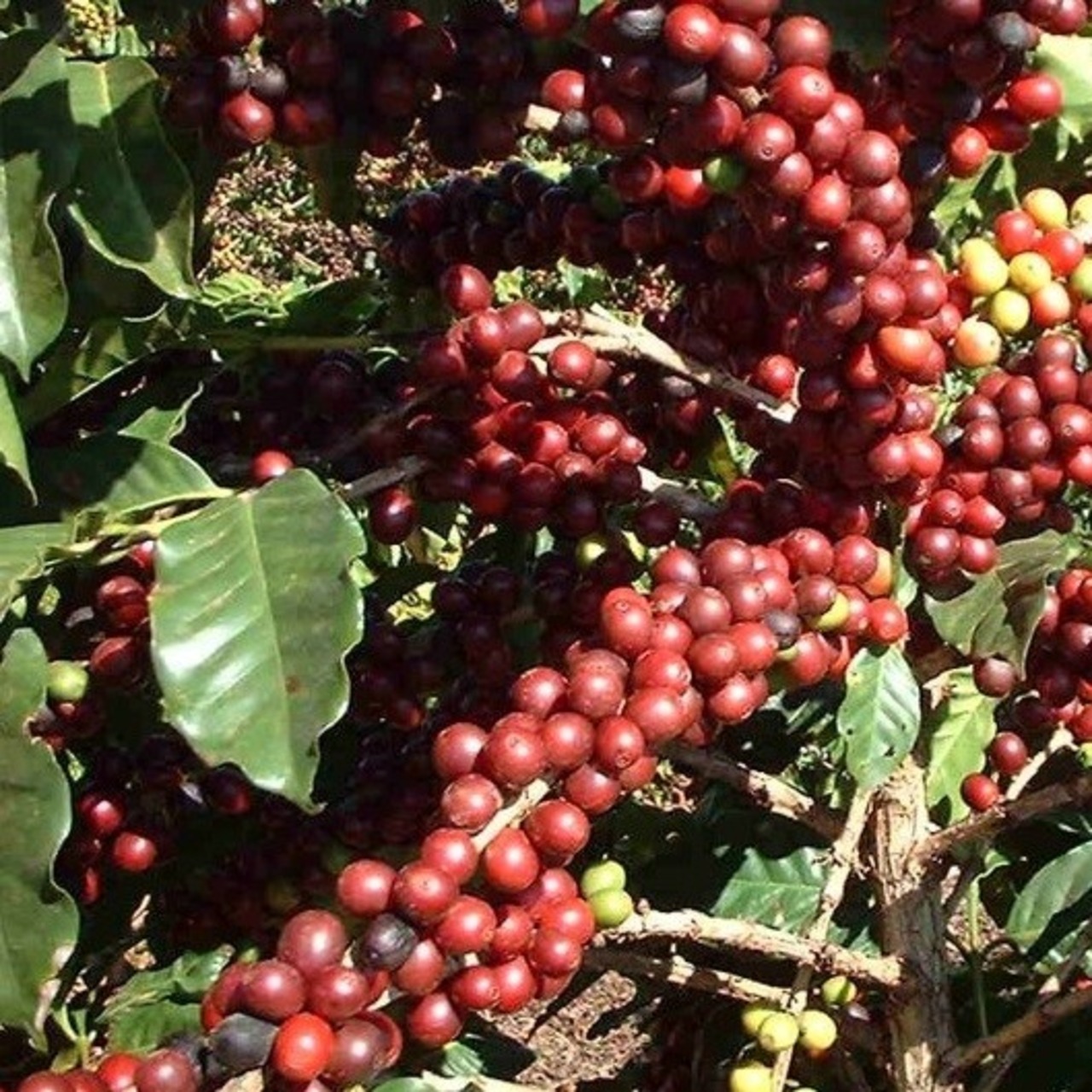 ブラジル サントス セラード ドライドオントゥリー【ポスト便】