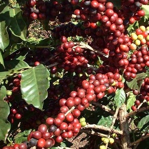 ブラジル サントス セラード ドライドオントゥリー【ポスト便】