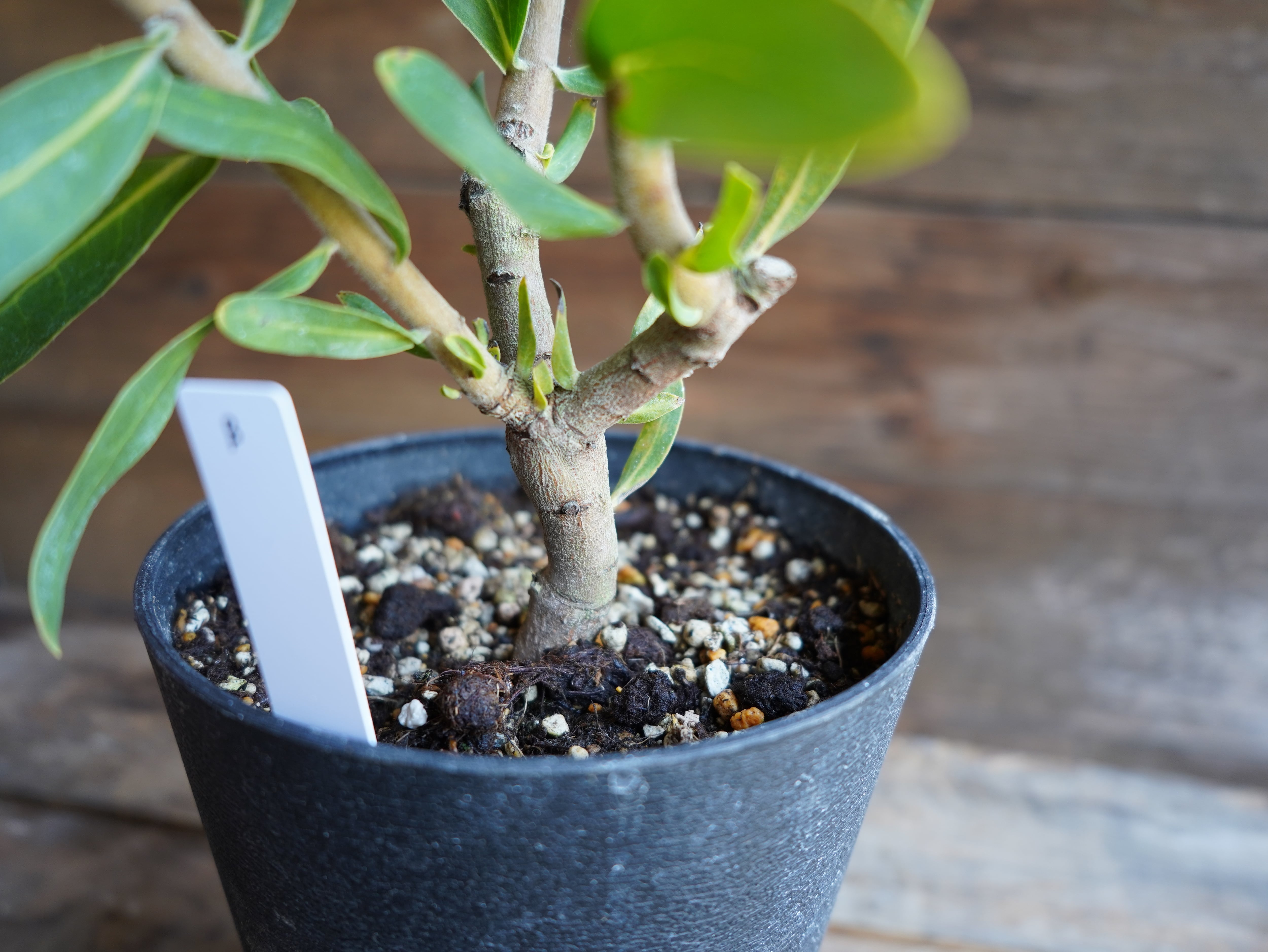 【現物】プロテア "ピンクミンク" B 3F ※葉先痛みあり