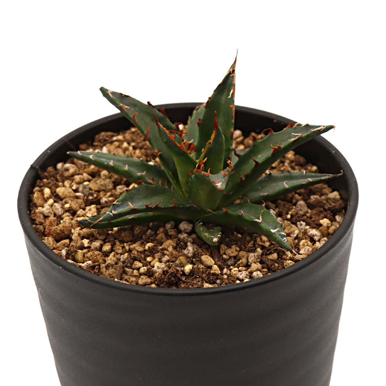 店内全品ﾎﾟｲﾝﾄ2倍!! 【高騰品種・耐寒】アガベ ガルシアメンドーサ