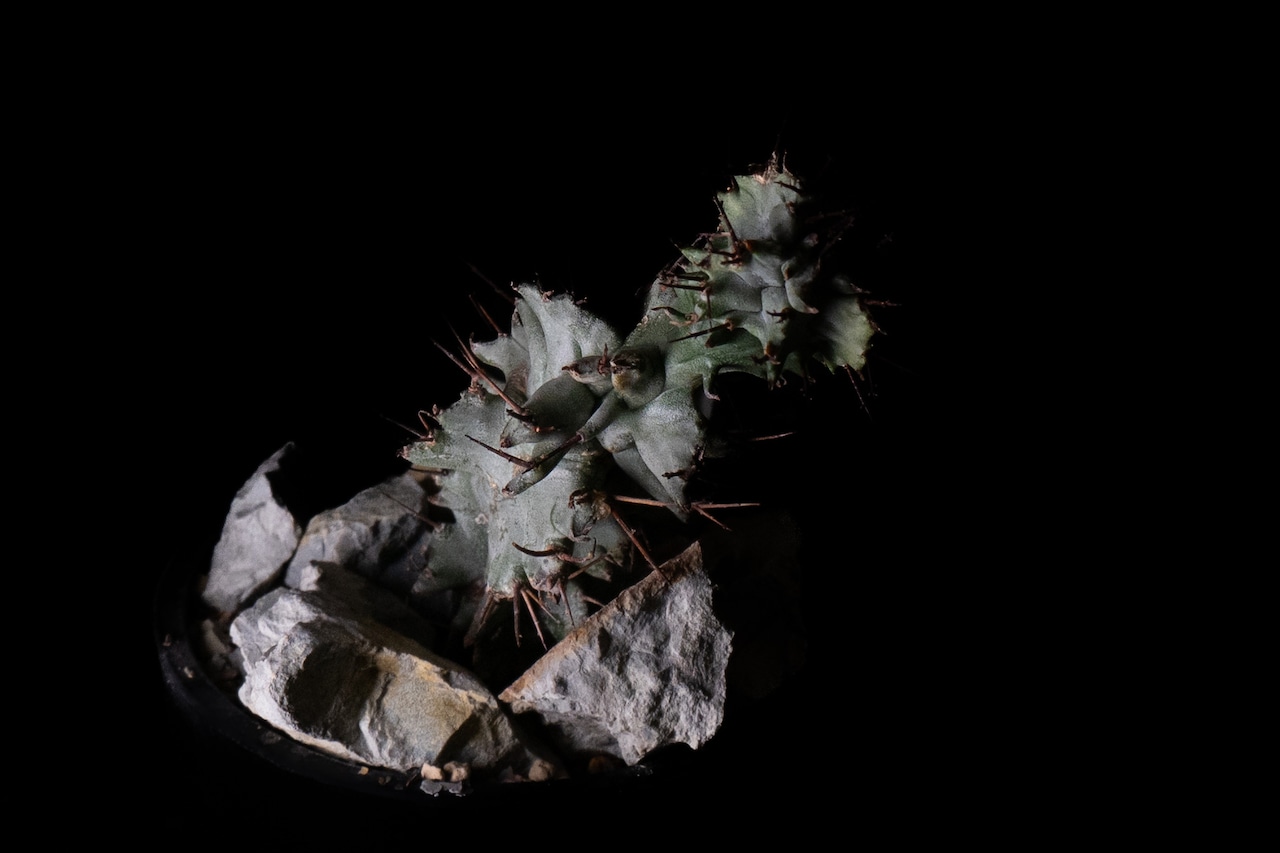 Habitat Style Euphorbia horrida