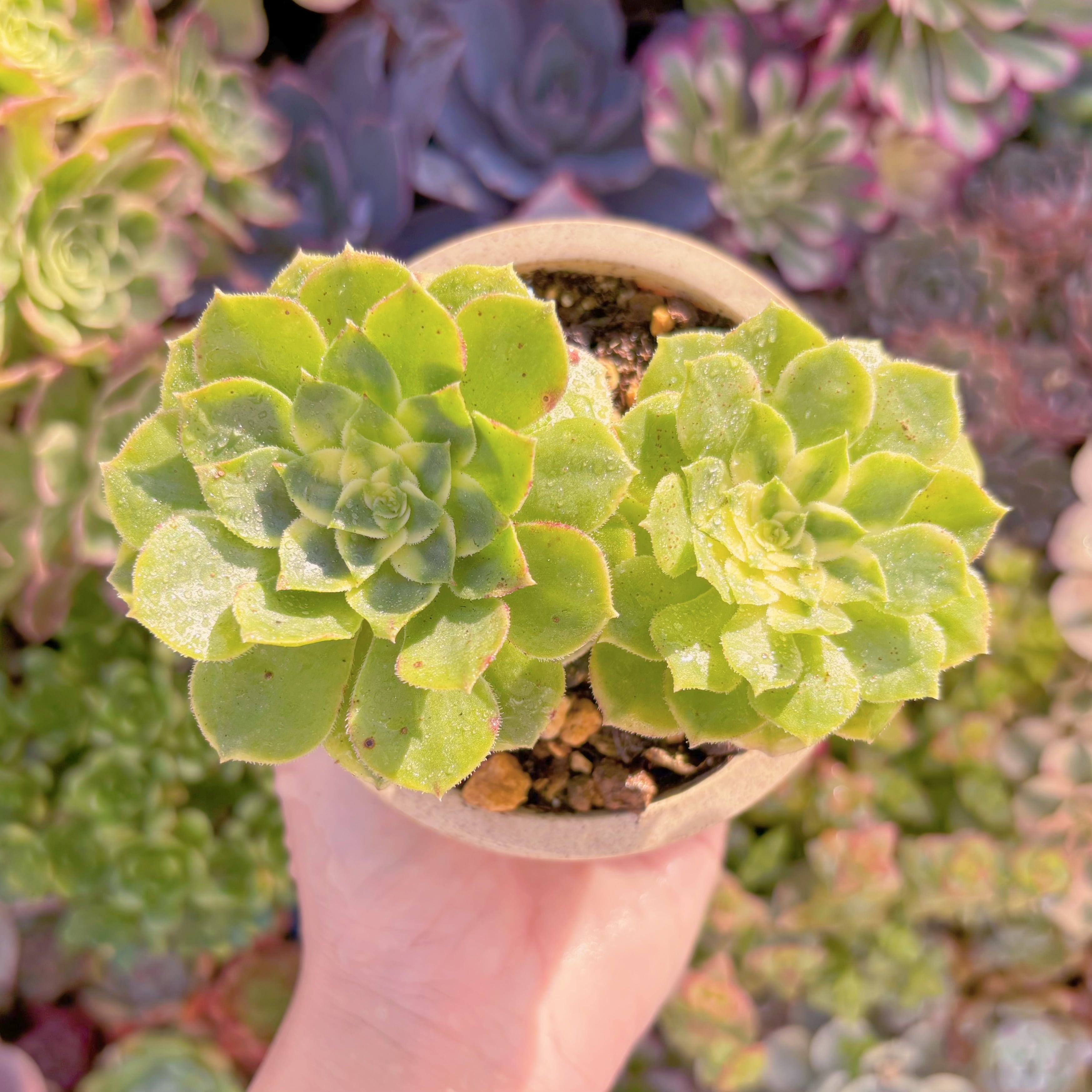 現品　白鳳錦変異#F029　新入荷　るる農園