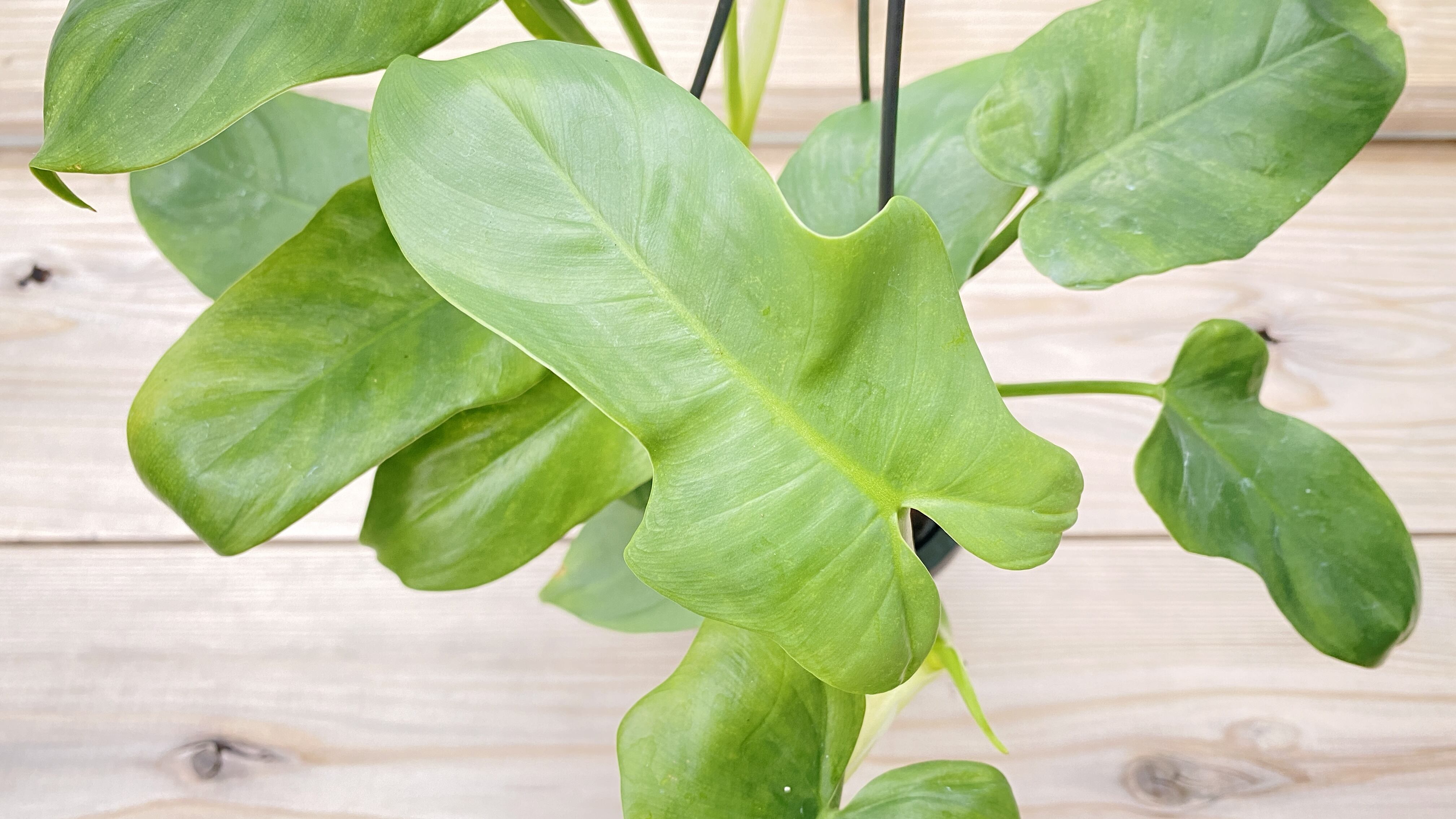 観葉植物】フィロデンドロン・パンドラ 4号 吊り鉢 ハンギング | 観葉