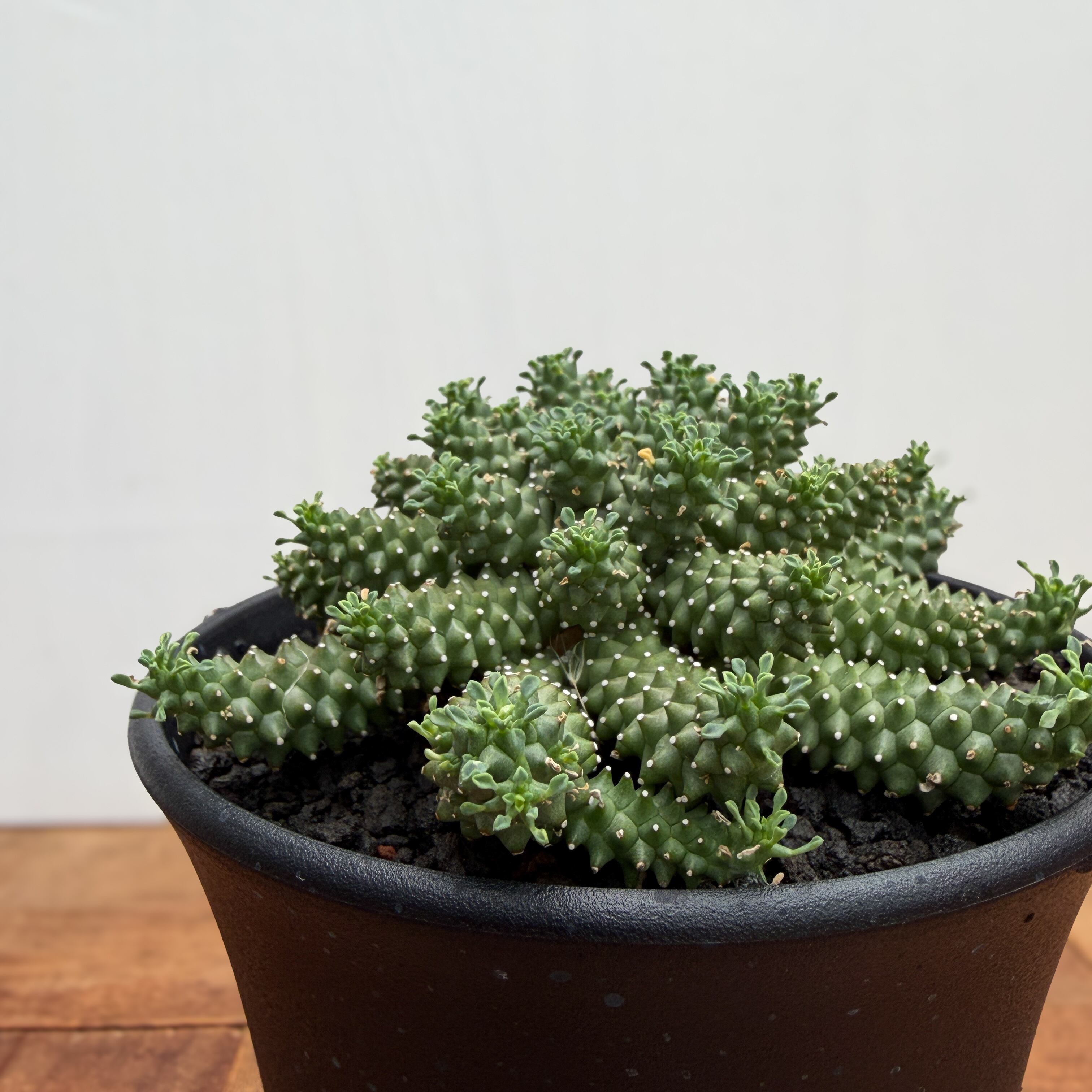 Euphorbia atroviridis【ユーフォルビア・アトロビリディス】 | RIMO'S