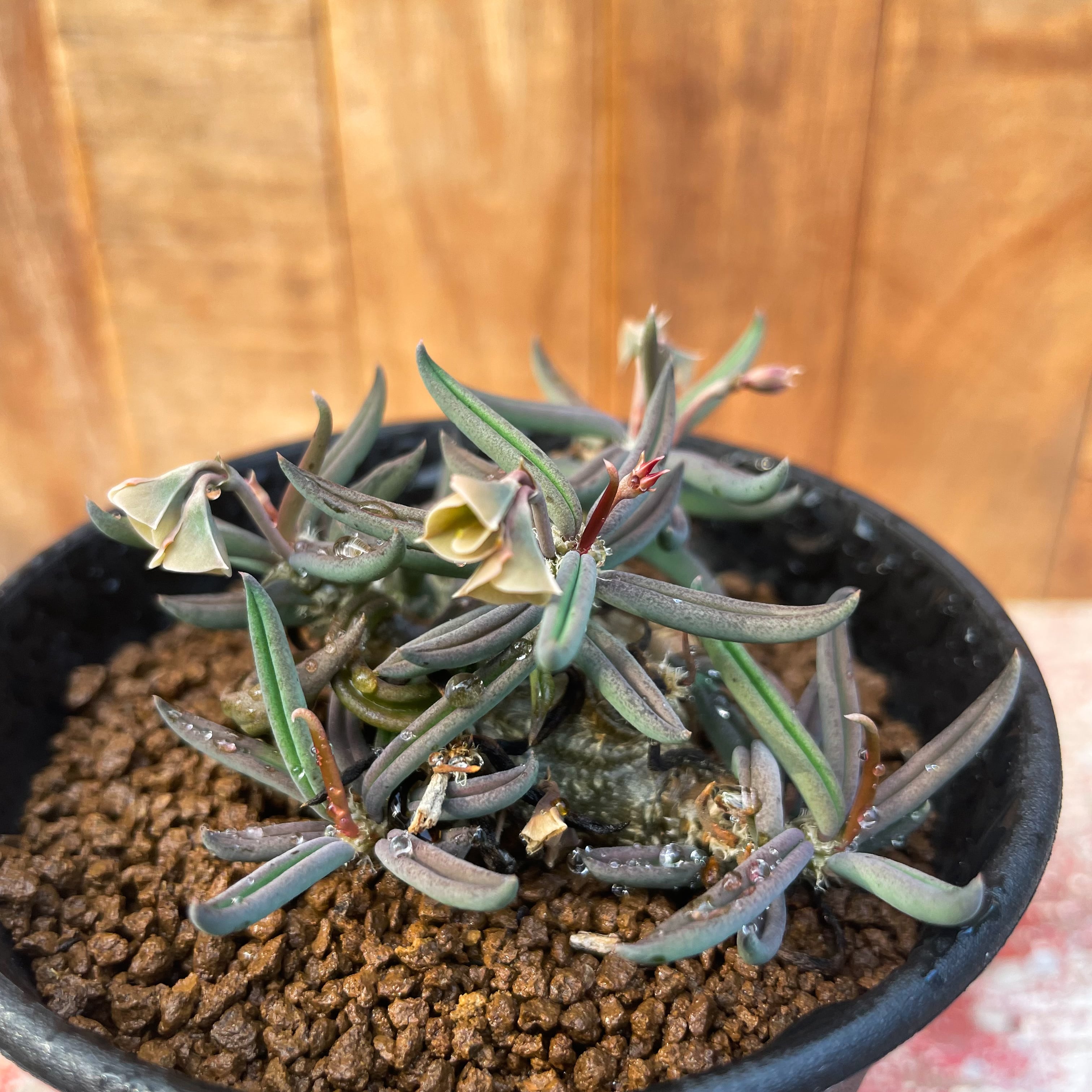 Euphorbia cylindrifolia var.tubifera【ユーフォルビア・キリンドリ