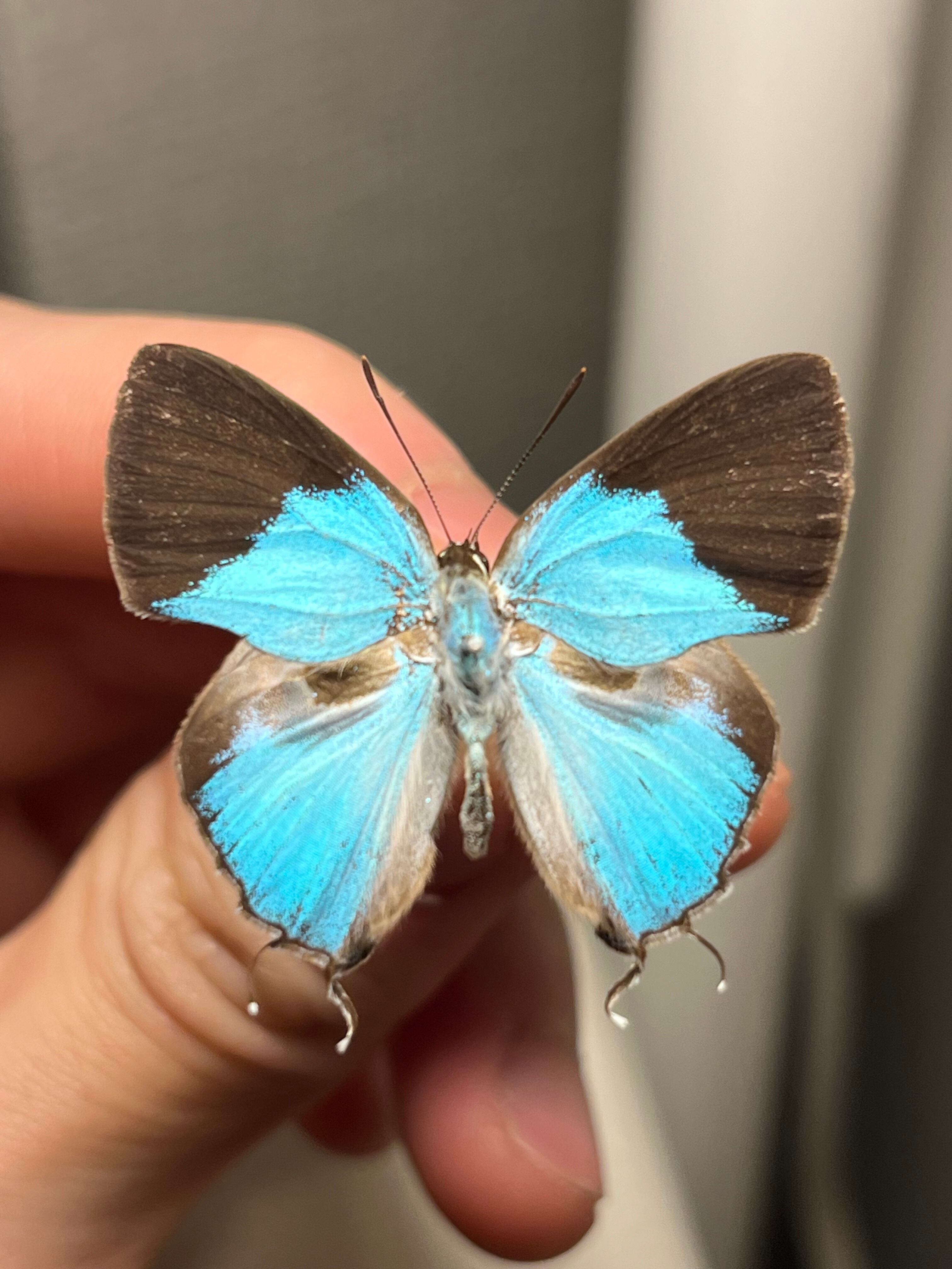 蝶・蛾 | オモニキチュウ