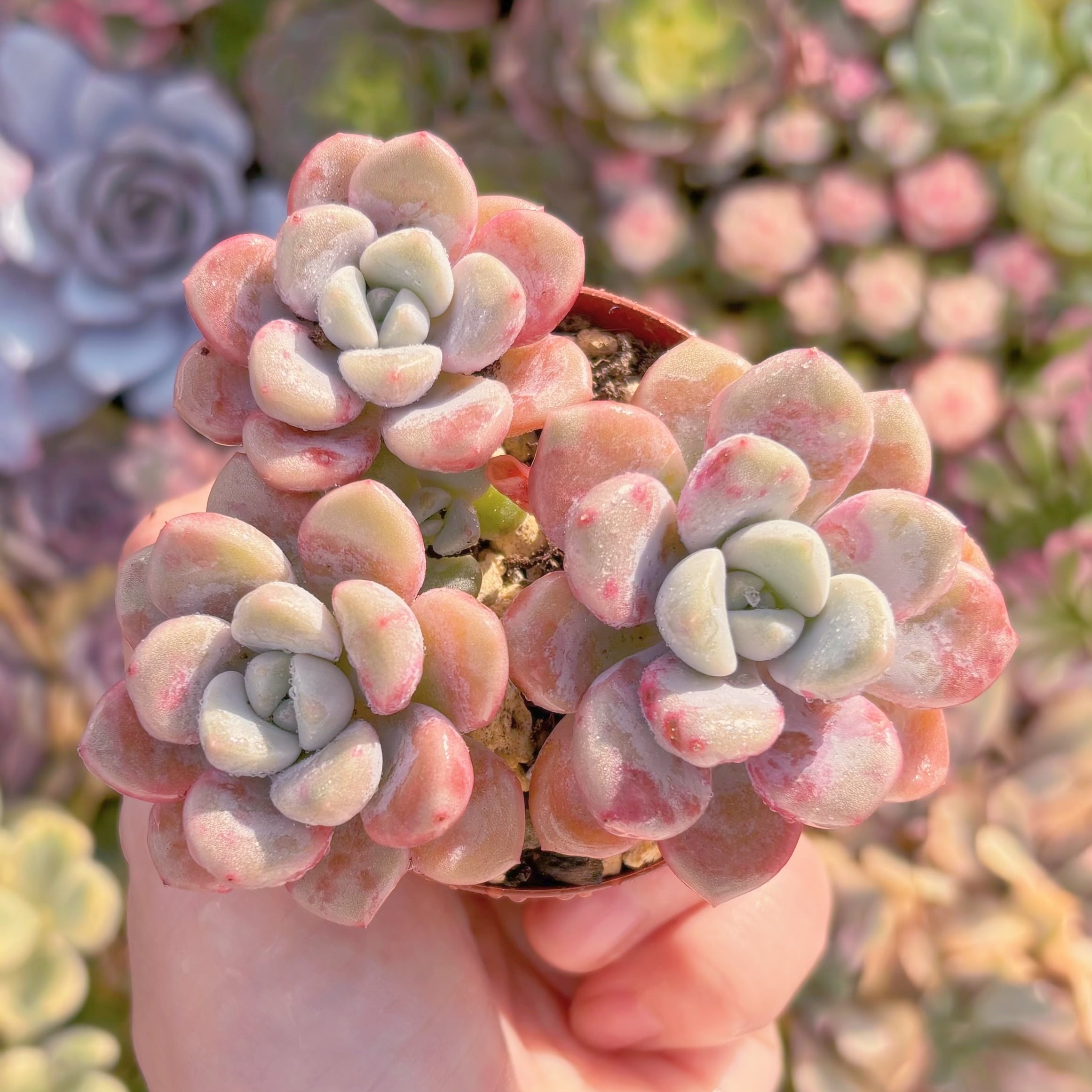 現品　ラブリーディア#293   群生　るる農園