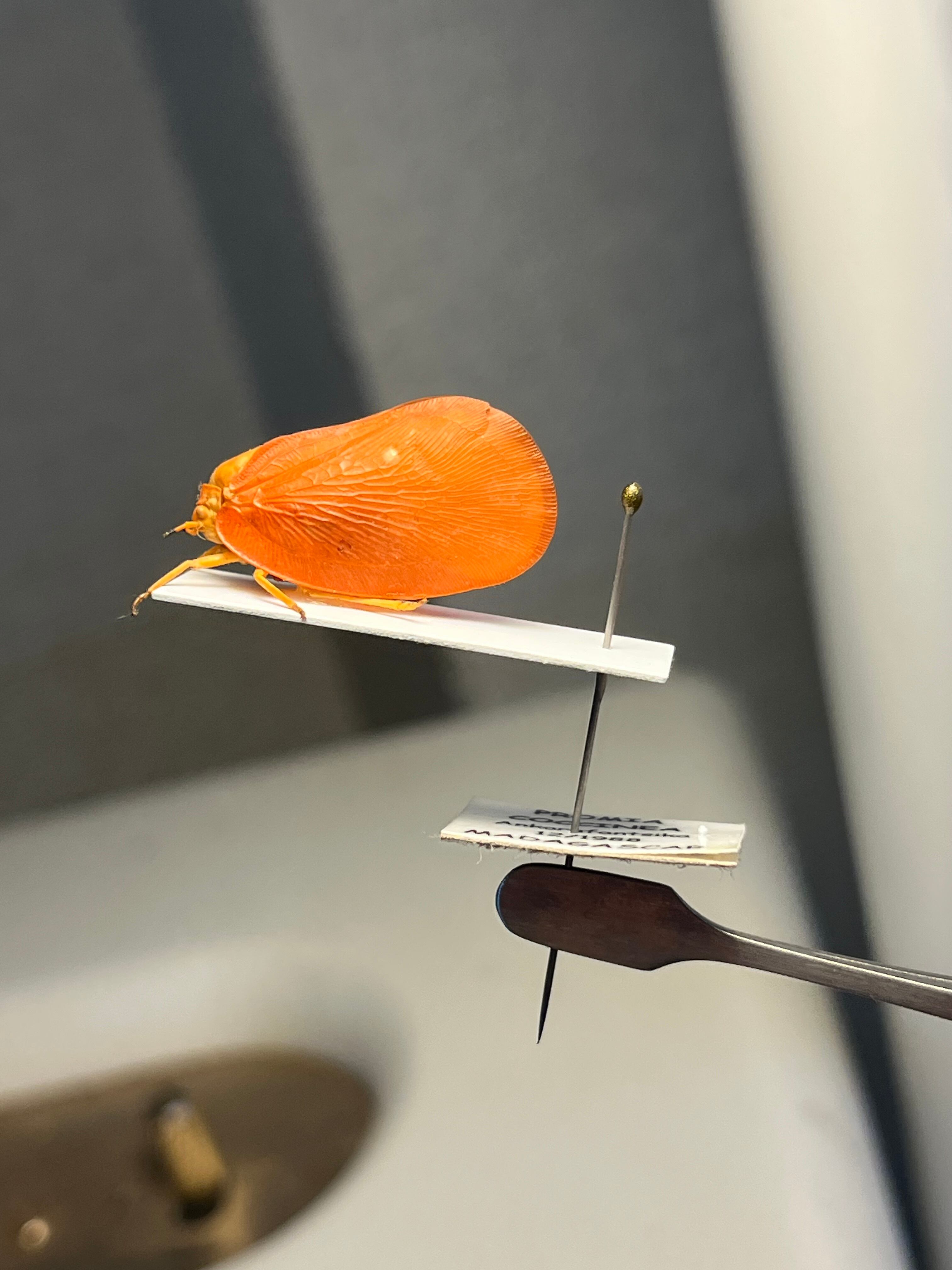 白鳥のようなミカヅキツノゼミの一種 標本セミ ホタル 蛍 タマムシ