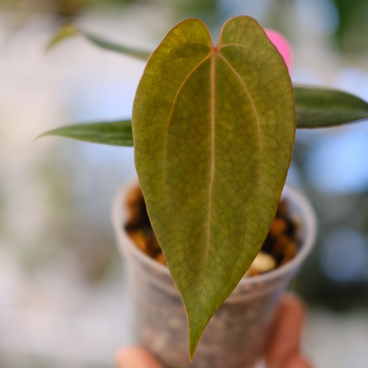 アンスリウム・ミシェル × エースオブスペード / Anthurium 'Michelle'× A. Ace of Spade②│観葉植物