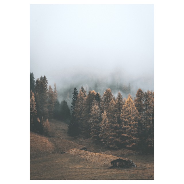 Forg Forest