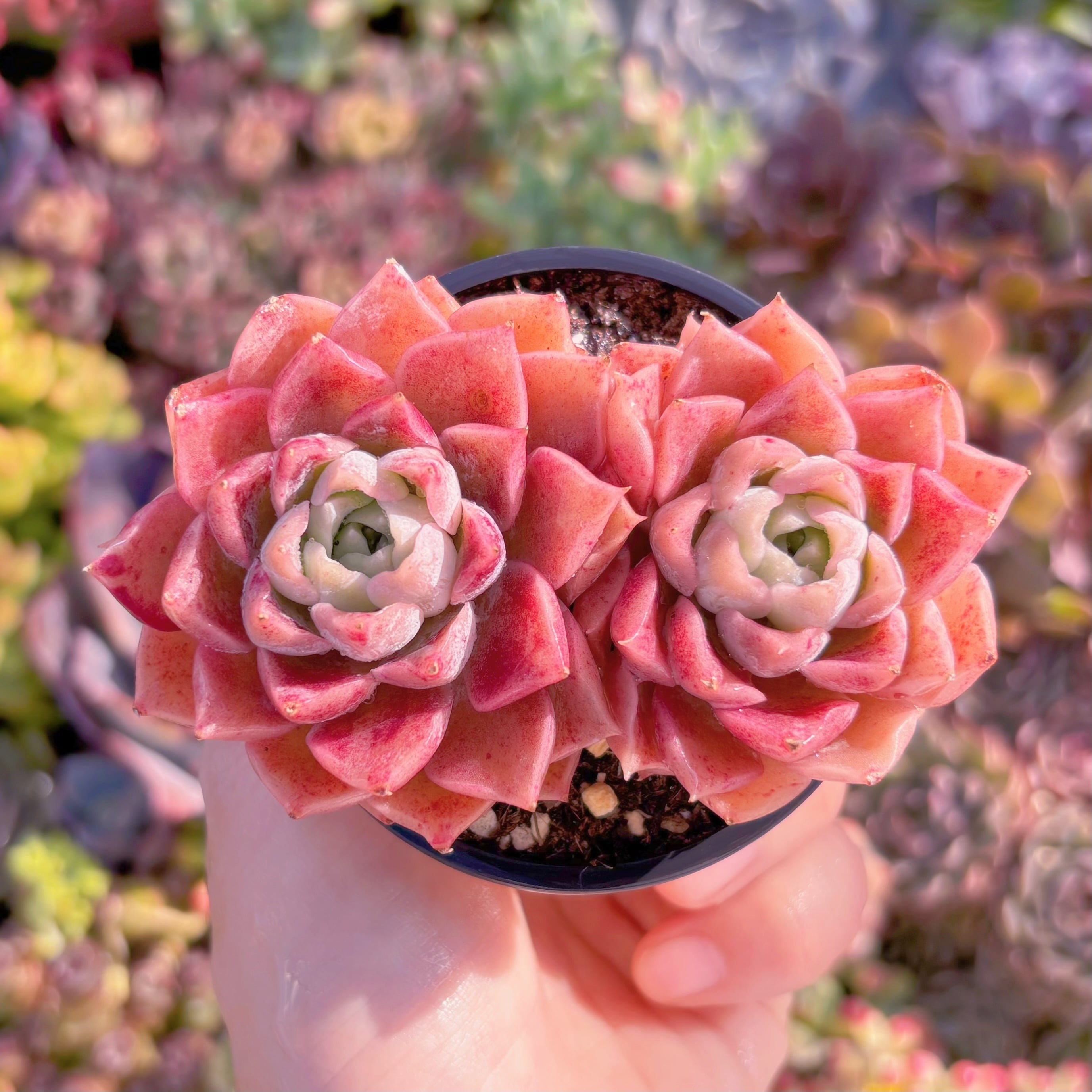 現品　Hesrt of Ocean#M221　群生　るる農園