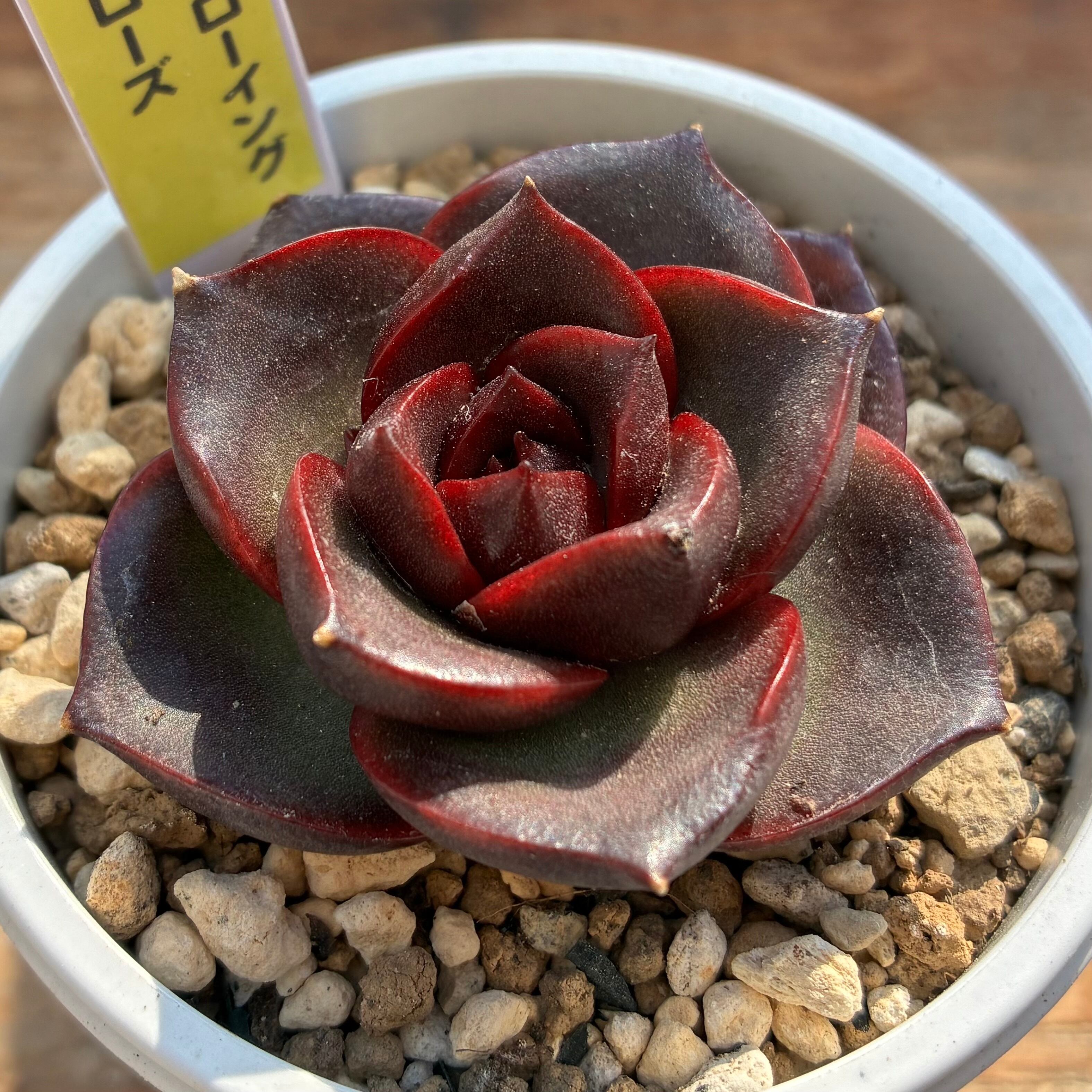 ハオルチア 翠雲錦 | mocono_plants