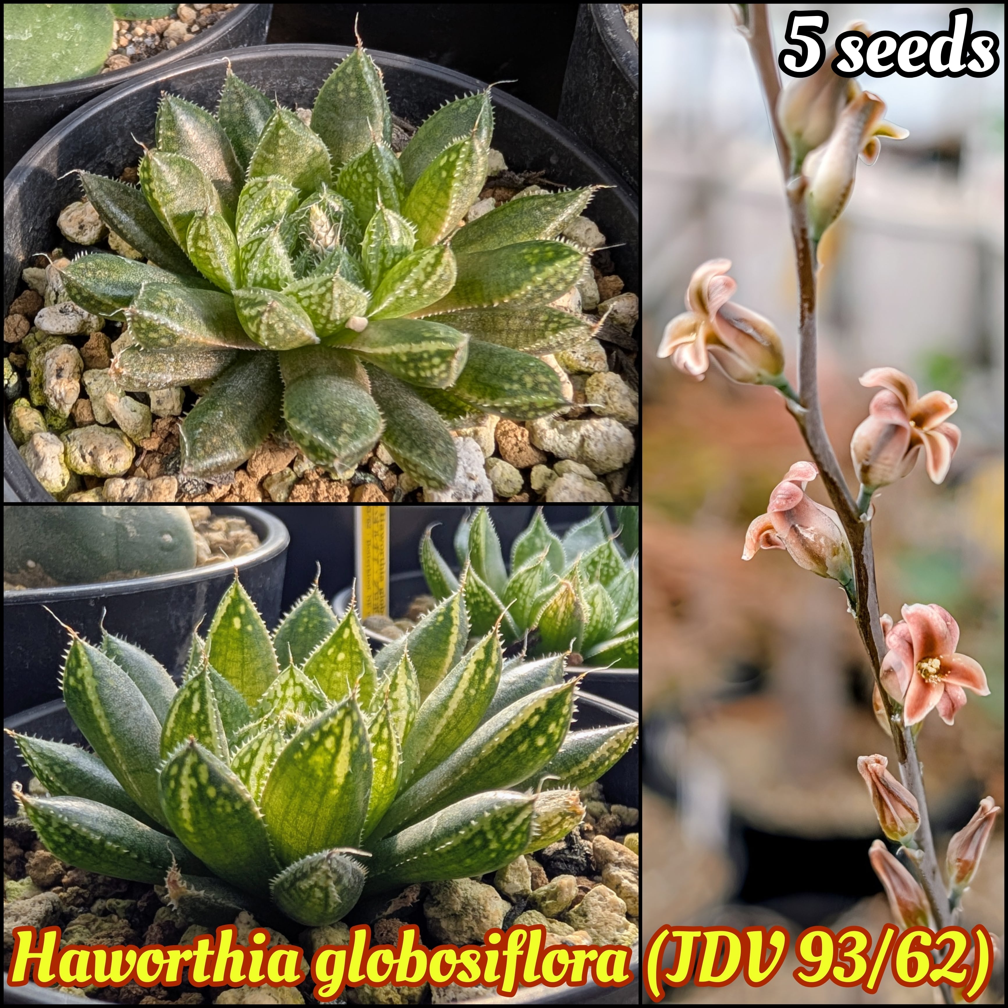 種子(少量パック)/20粒】Conophytum jucundum (Jenkinskop, RSA