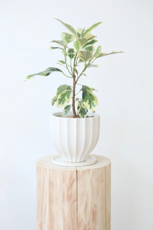 フランスゴムの木 斑入り/Ficus rubiginosa  ※陶器鉢付き