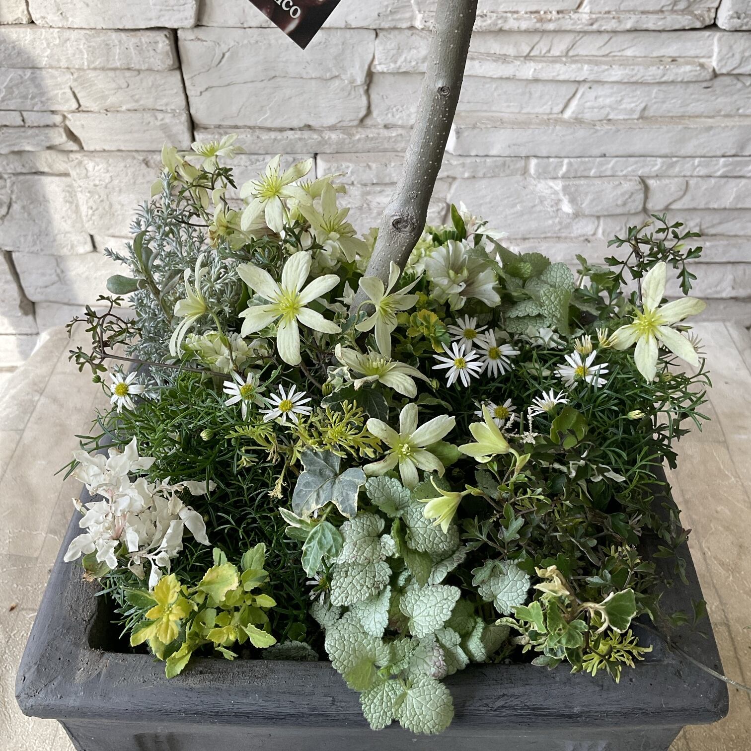 【専用】花苗 c871219ff044b0717a8131dd826049