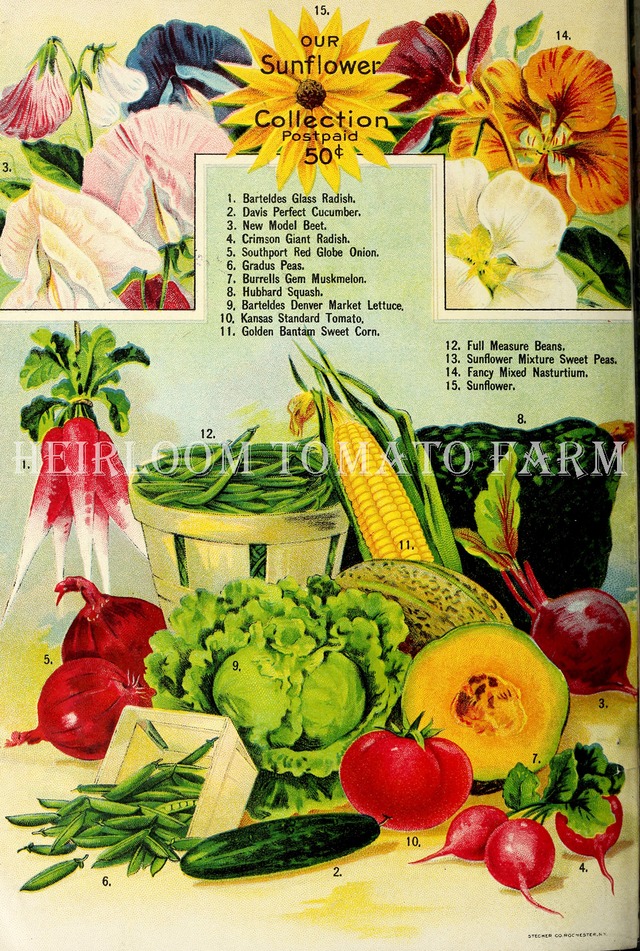 Heirloom Tomato® Kansas Standard=Barteldes Kansas Standard エアルーム・トマト