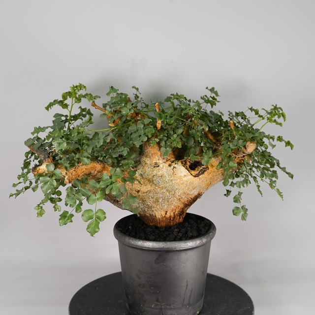 F55 コミフォラ サクシコラ  発根済 現地球