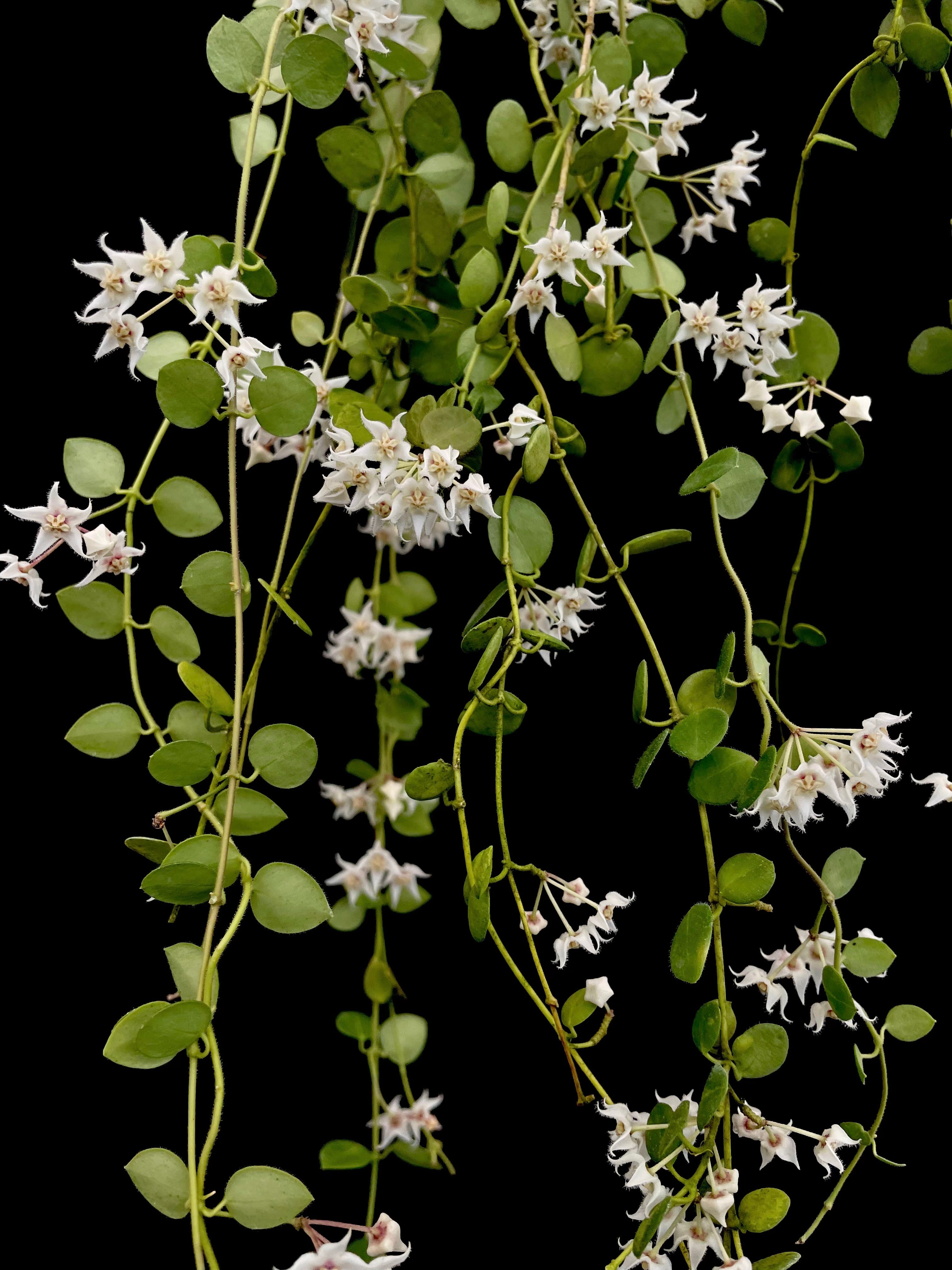 ホヤ　hoya sp timika Hoya sp. Timika | 伊藤蟻植物農園
