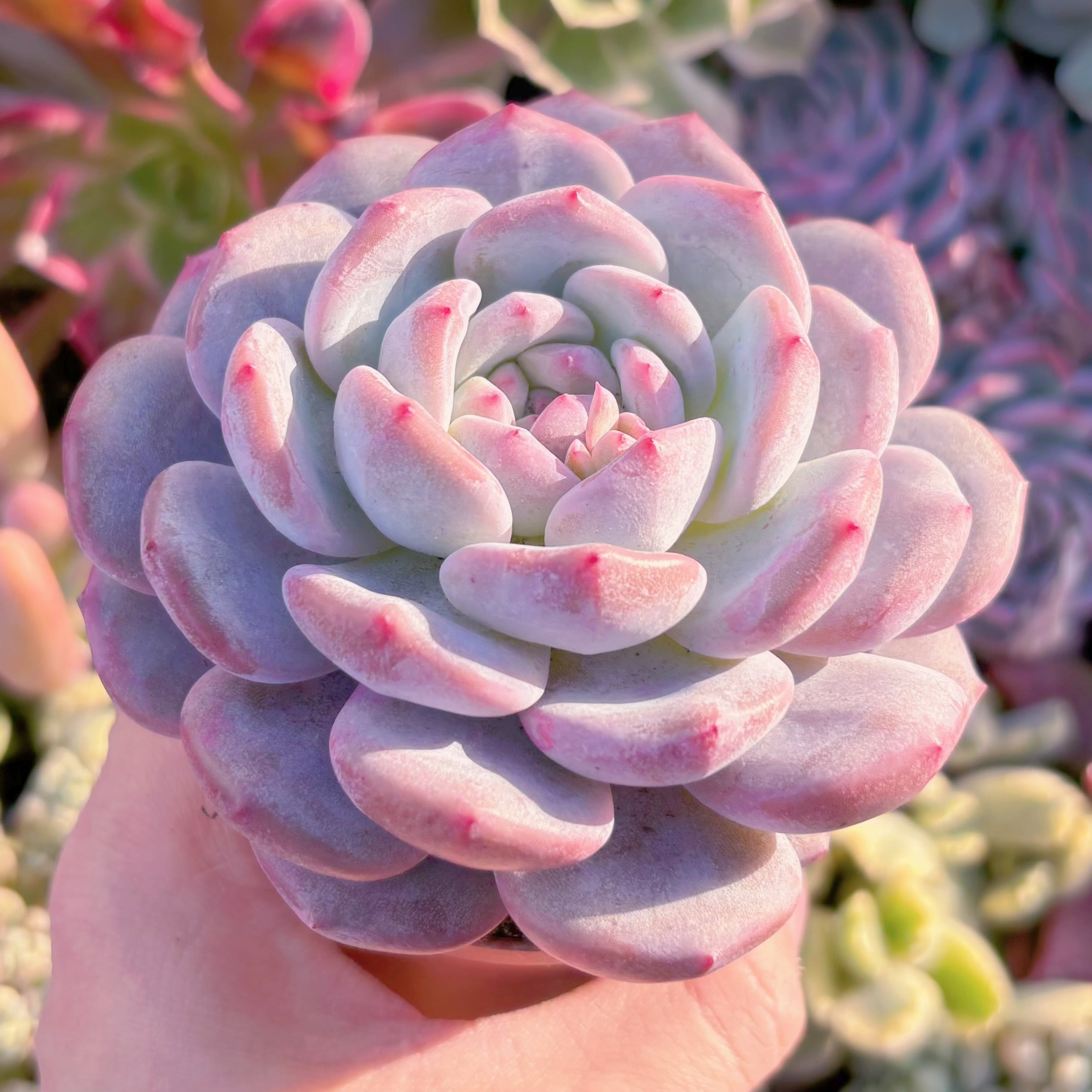 多肉植物　星影　大苗　新入荷　るる農園