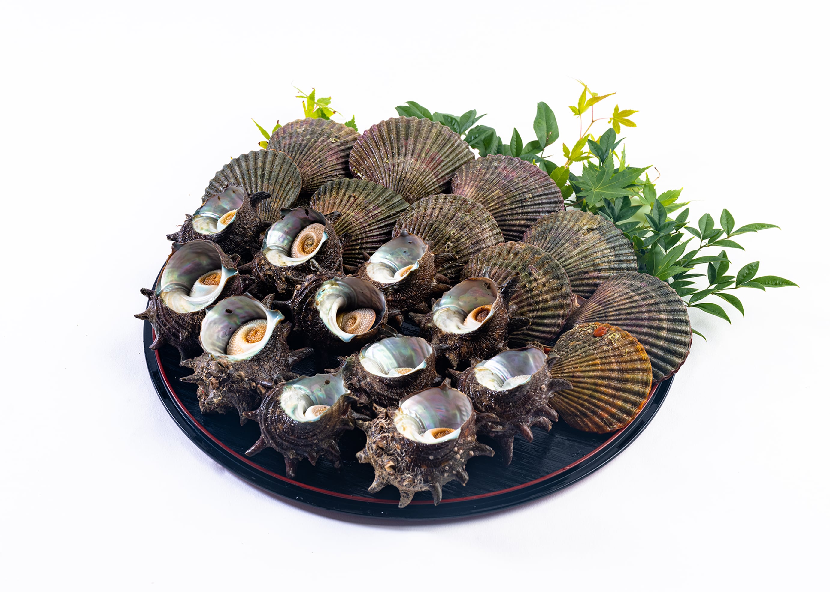 【数量限定】サザエ1㎏・ヒオウギ貝10枚セット