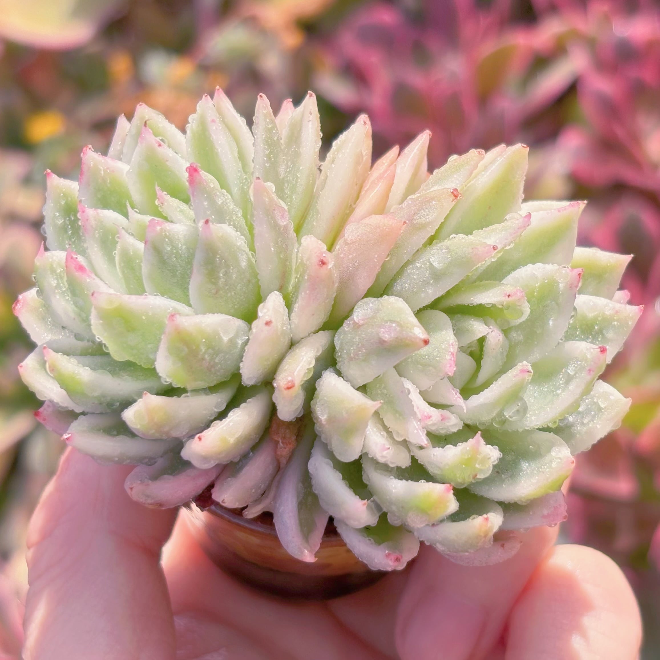 多肉植物　バタフライ錦　新入荷　るる農園