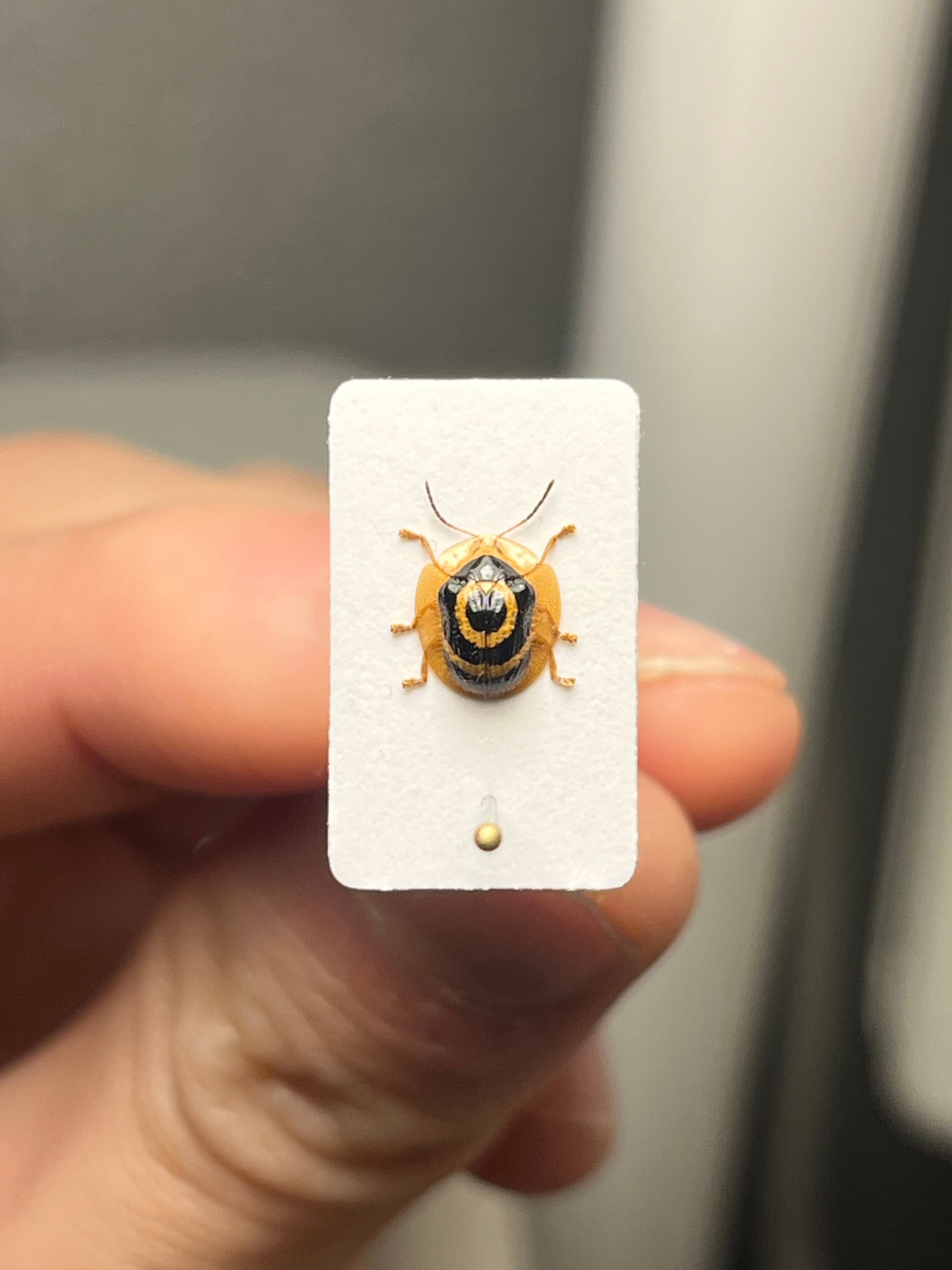 エ*ン様 メキシコ　タマムシ　標本　未検品　GPSデータあり エ*ン様 メキシコ タマムシ 標本 未検品 GPSデータあり エ*ン様