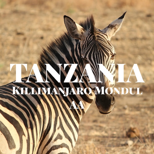 タンザニア キリマンジャロ モンデュール AA  /  TANZANIA  Killimanjaro Mondul AA  【150g】【中煎り】