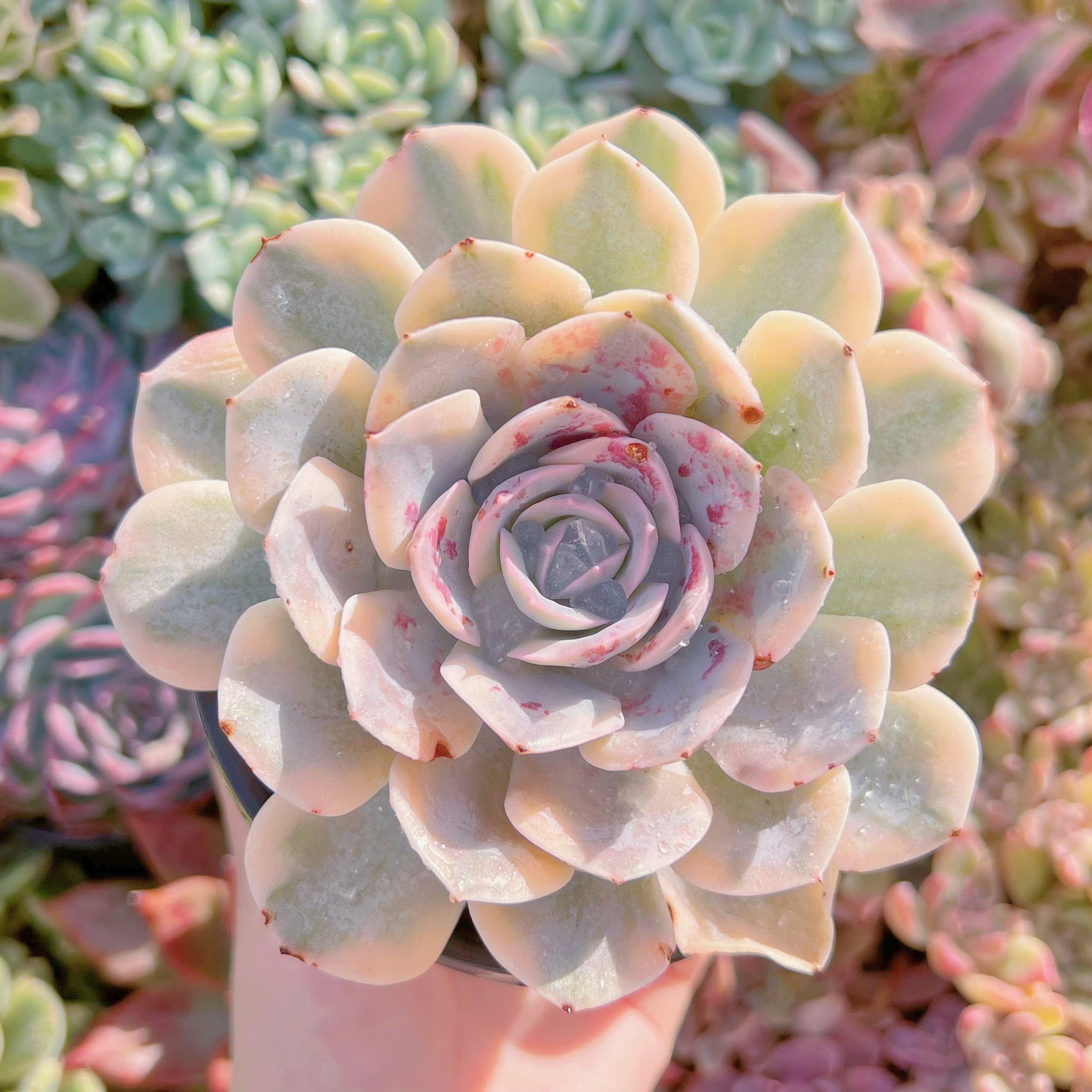 現品　ルヨンニ錦#704　るる農園