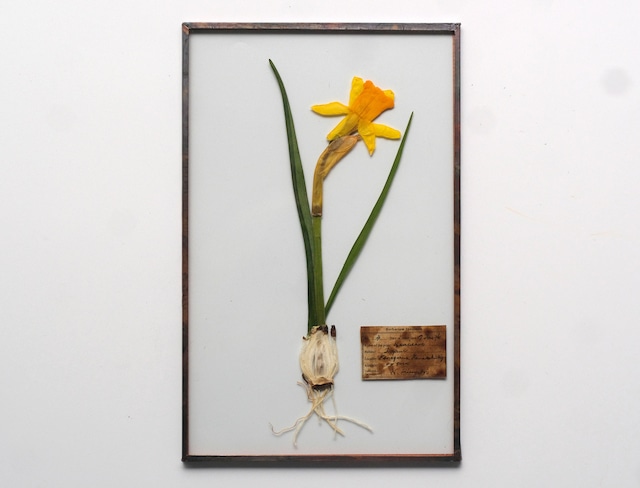 [ガラス・球根Fair]  水仙のガラス標本 8