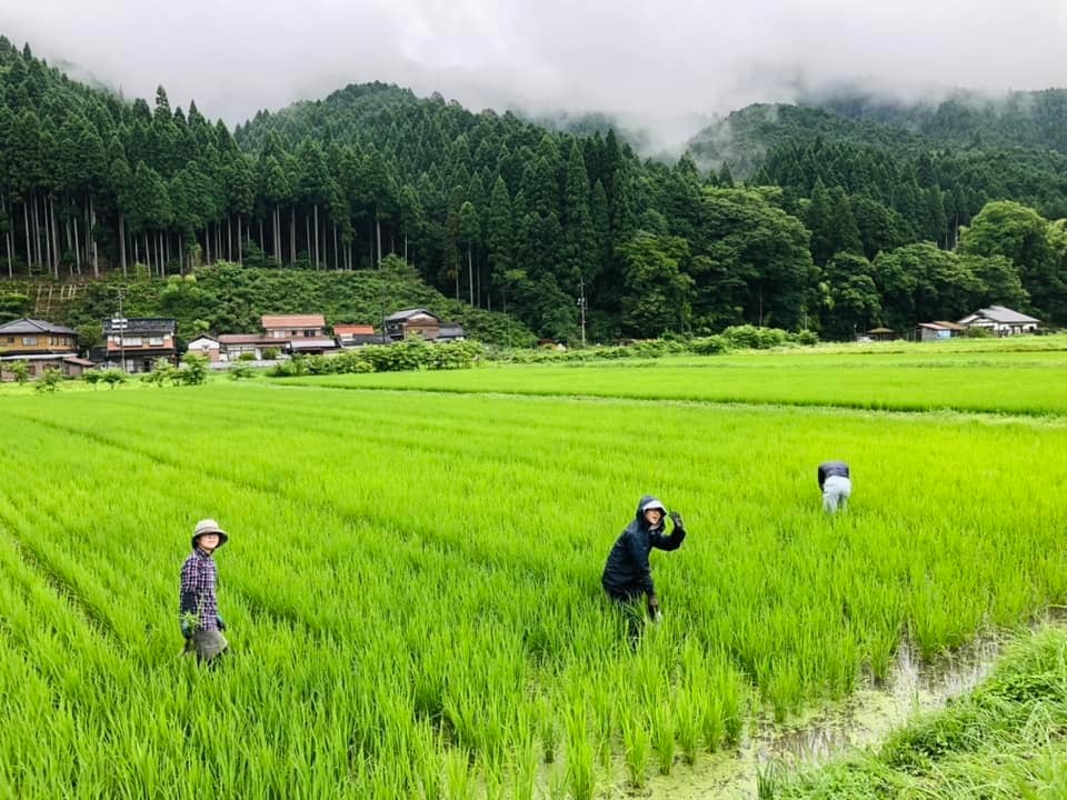 新米 令和7年(2025年) 販売スタート【農薬・化学肥料不使用 コシヒカリ