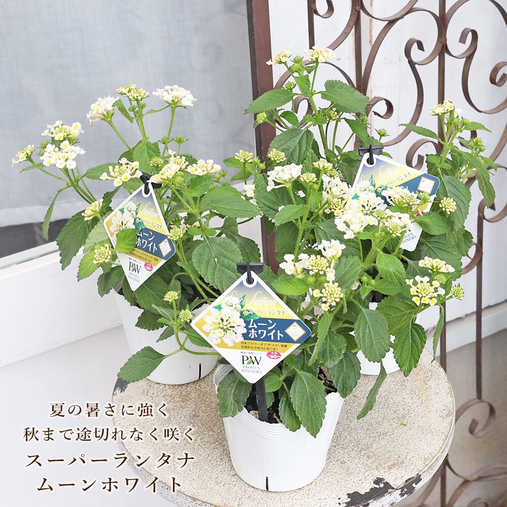 アデナンサス ウーリーブッシュ | PAY ID