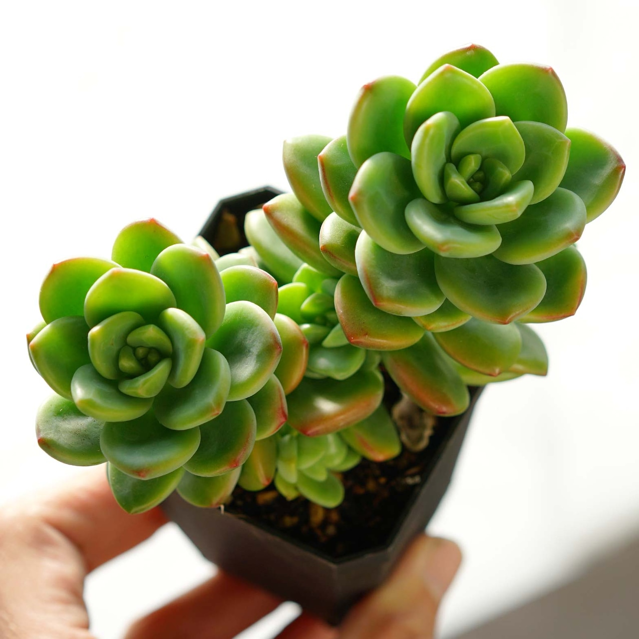 カット苗 レモンジュエル Echeveria 'Lemon Jewel'