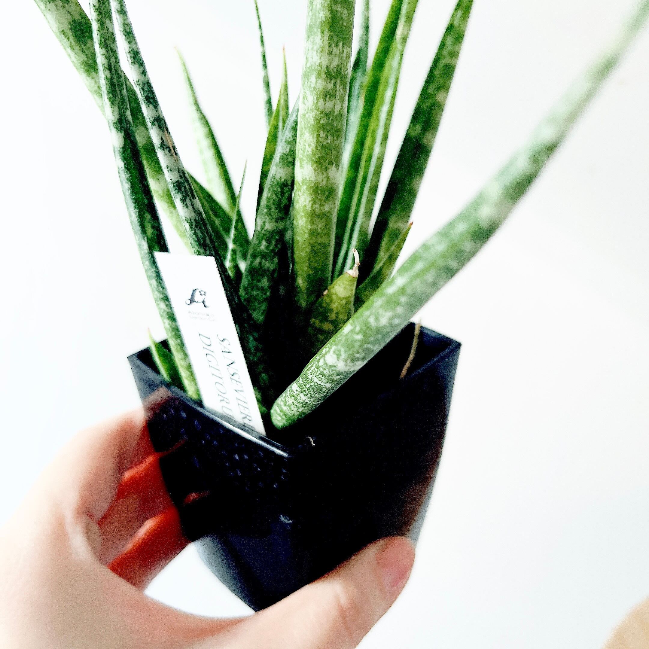 希少》サンスベリア ディグトラム calm cafe | calm cafe☕️