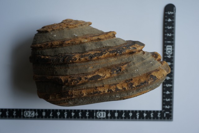 グランドキャニオン産堆積岩