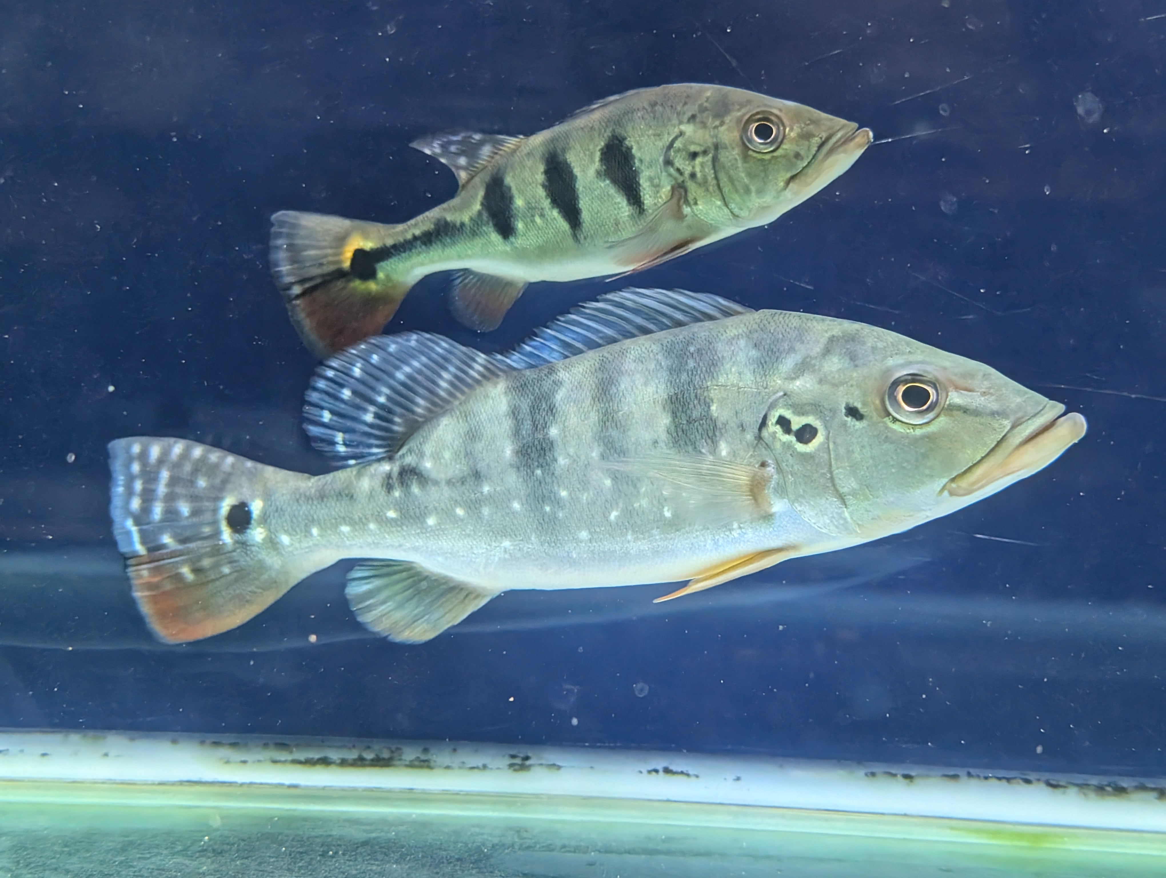 キクラsp 40cm アロワナ ダトニオ 古代魚